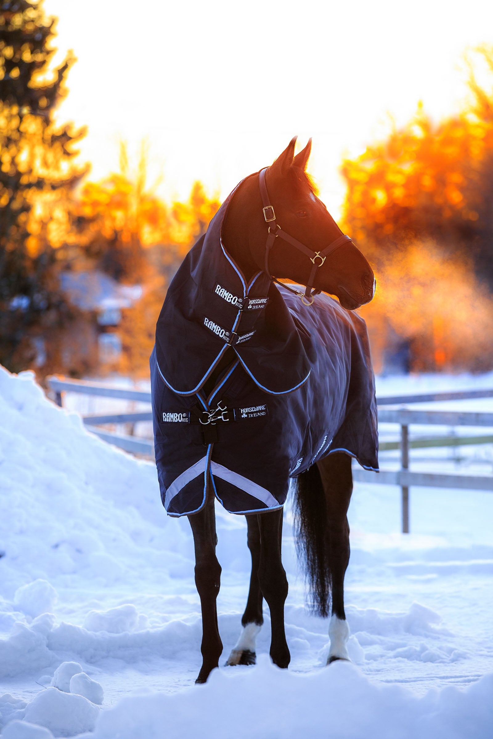 Horseware Rambo Duo Turnout incl. Detachable Hood, 100g Horse Rugs