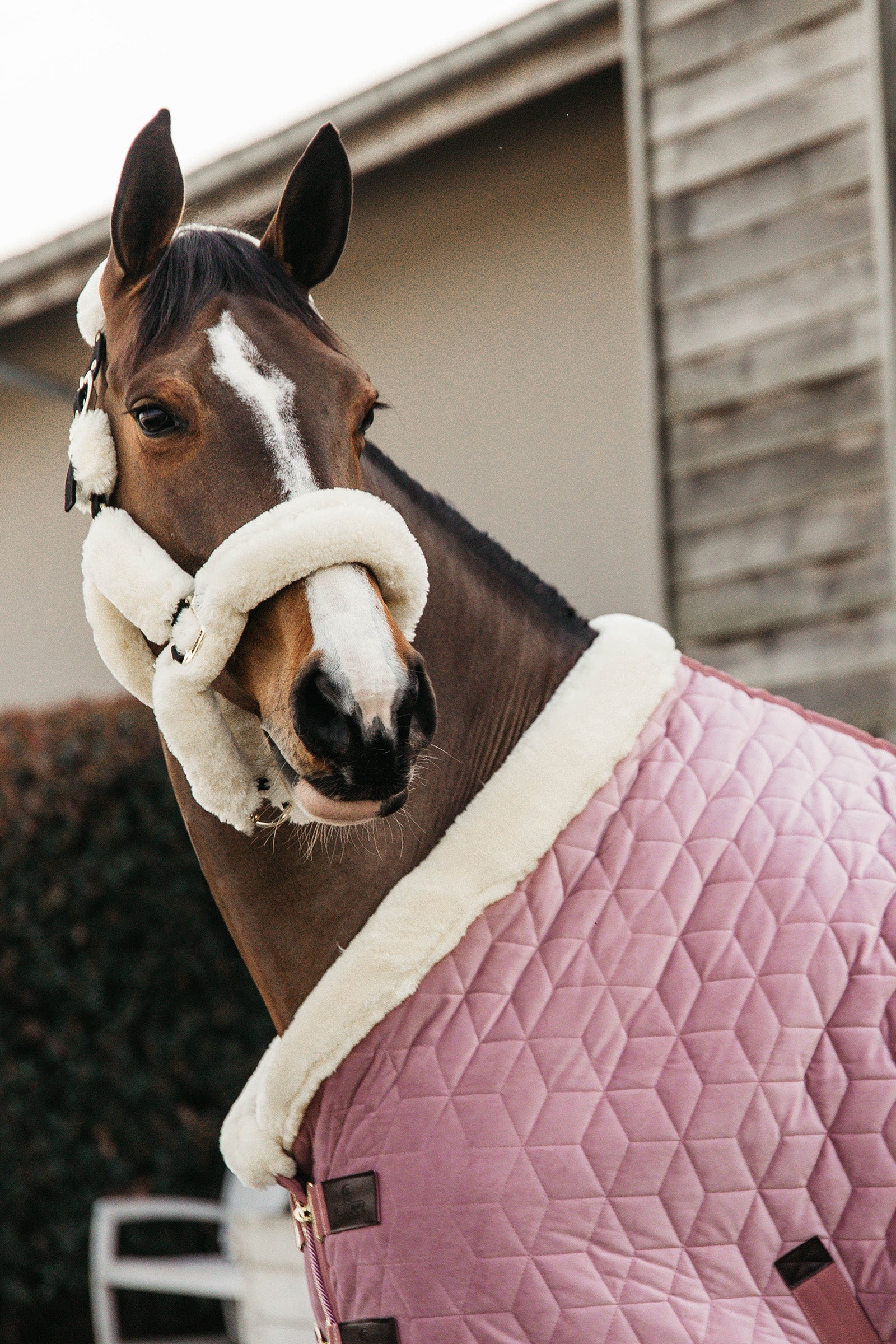 Kentucky Horsewear Velvet Pony Show Rug, 160g Horse Rugs