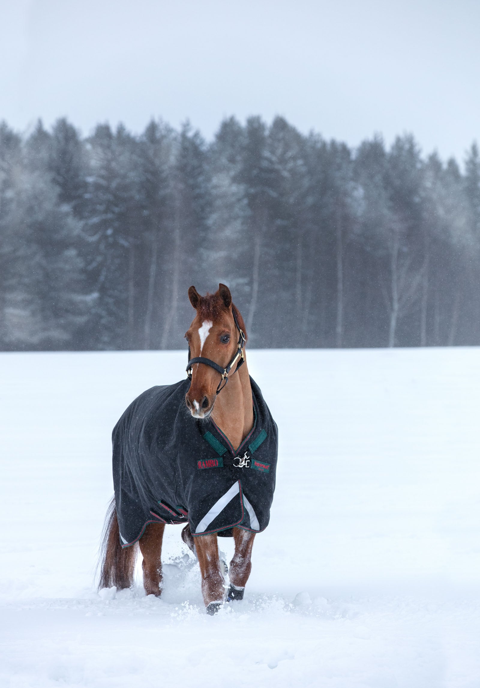 Horseware Rambo Wug Weidedecke, 400g Pferdedecken