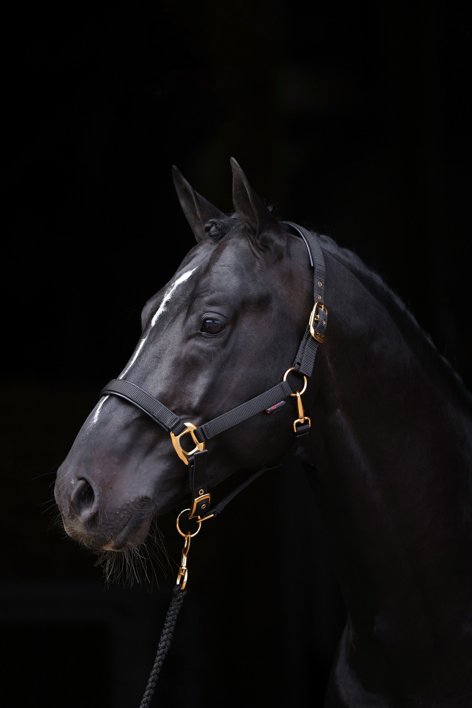 Covalliero TopLine Halter Halters & Leads