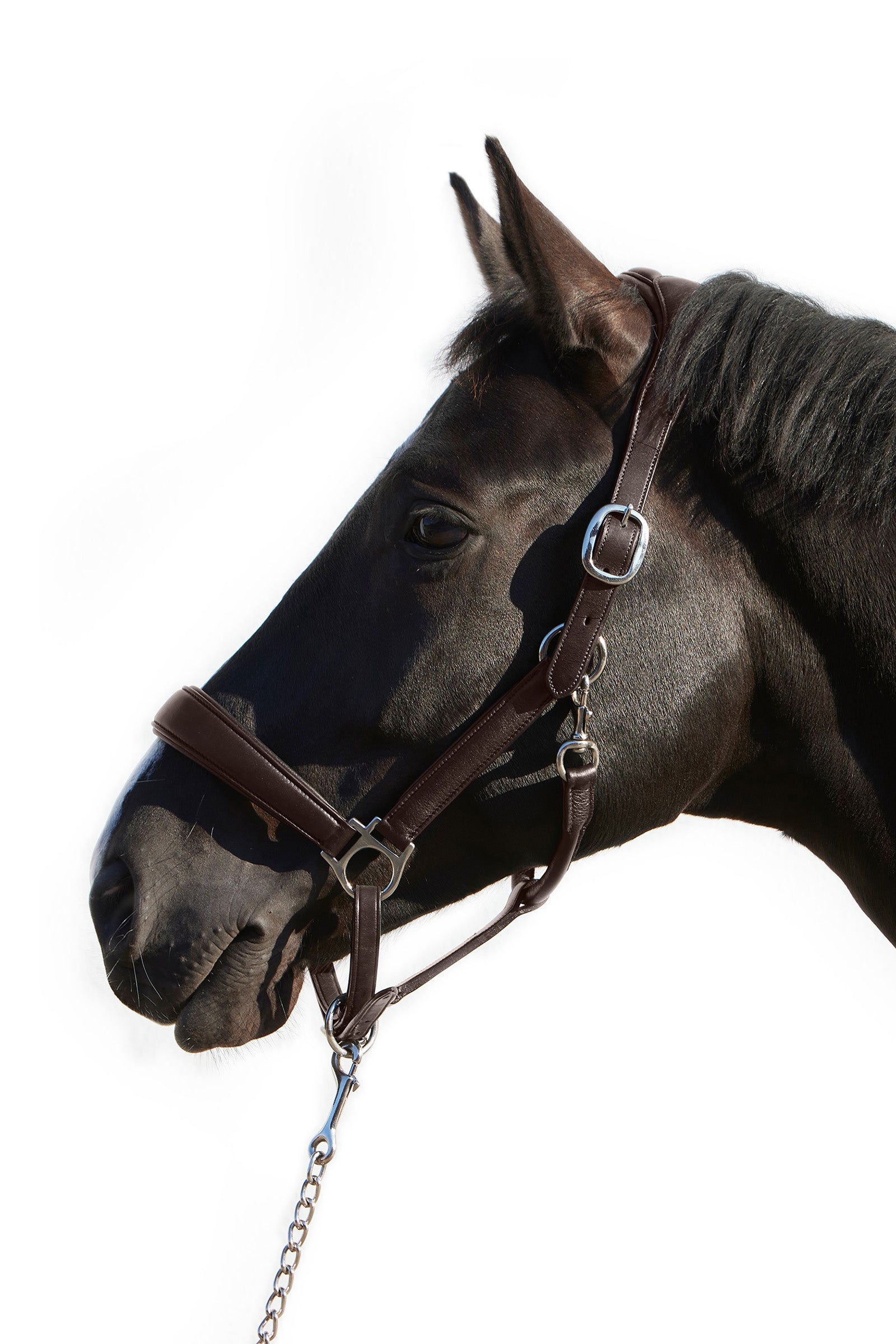 Kieffer Ultrasoft® Deluxe Leder-Stallhalfter Halfter & Stricke