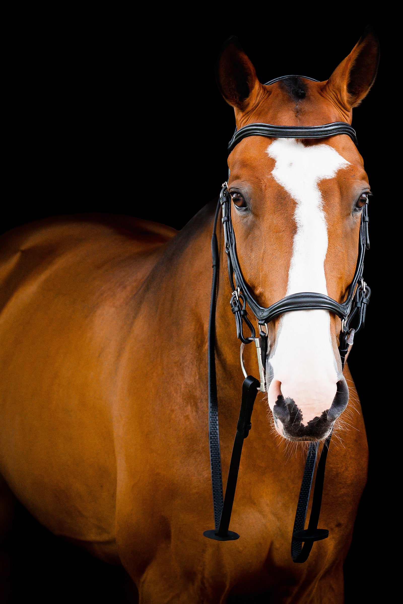 Horseware Micklem 2 Deluxe Competition Trense Trensenzäume & Zügel