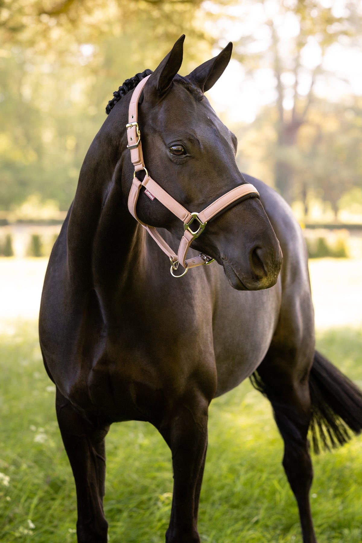 LeMieux Heritage Headcollar Halters & Leads
