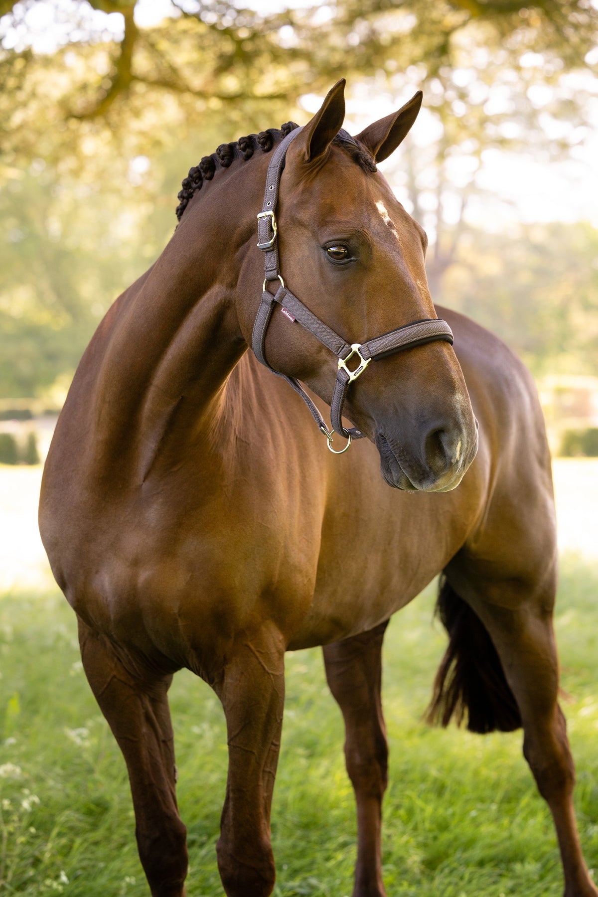 LeMieux Heritage Headcollar Halters & Leads