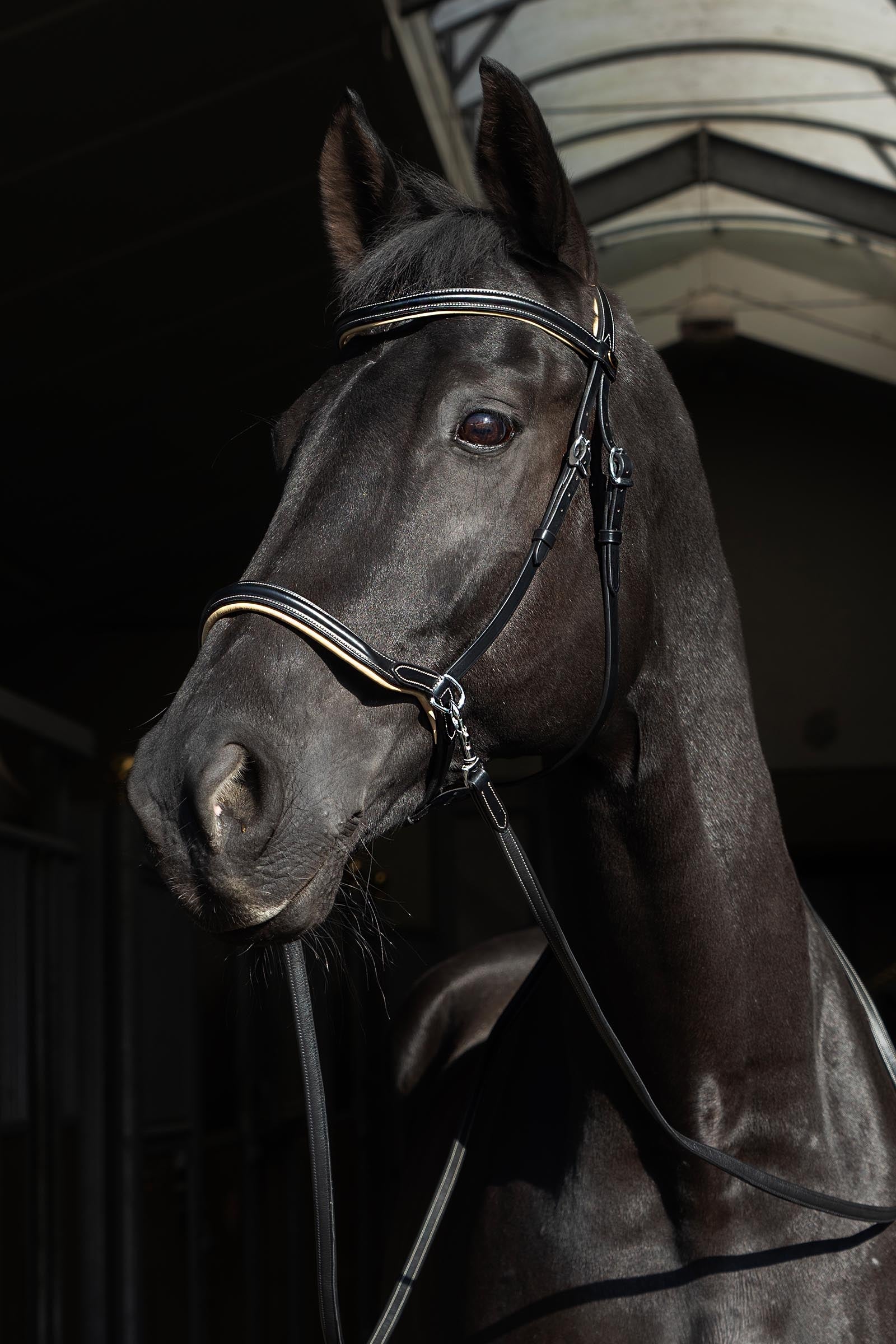 F.R.A. Freedom Riding Articles Sidepull Kiona with Reins Bridles & Reins