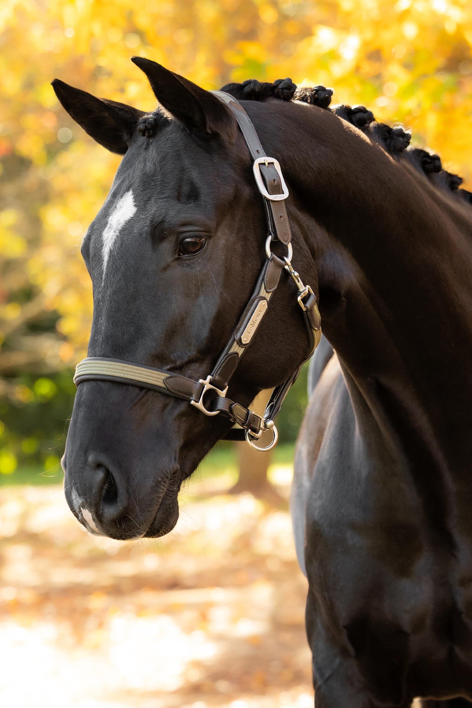 LeMieux Capella Headcollar Halters & Leads