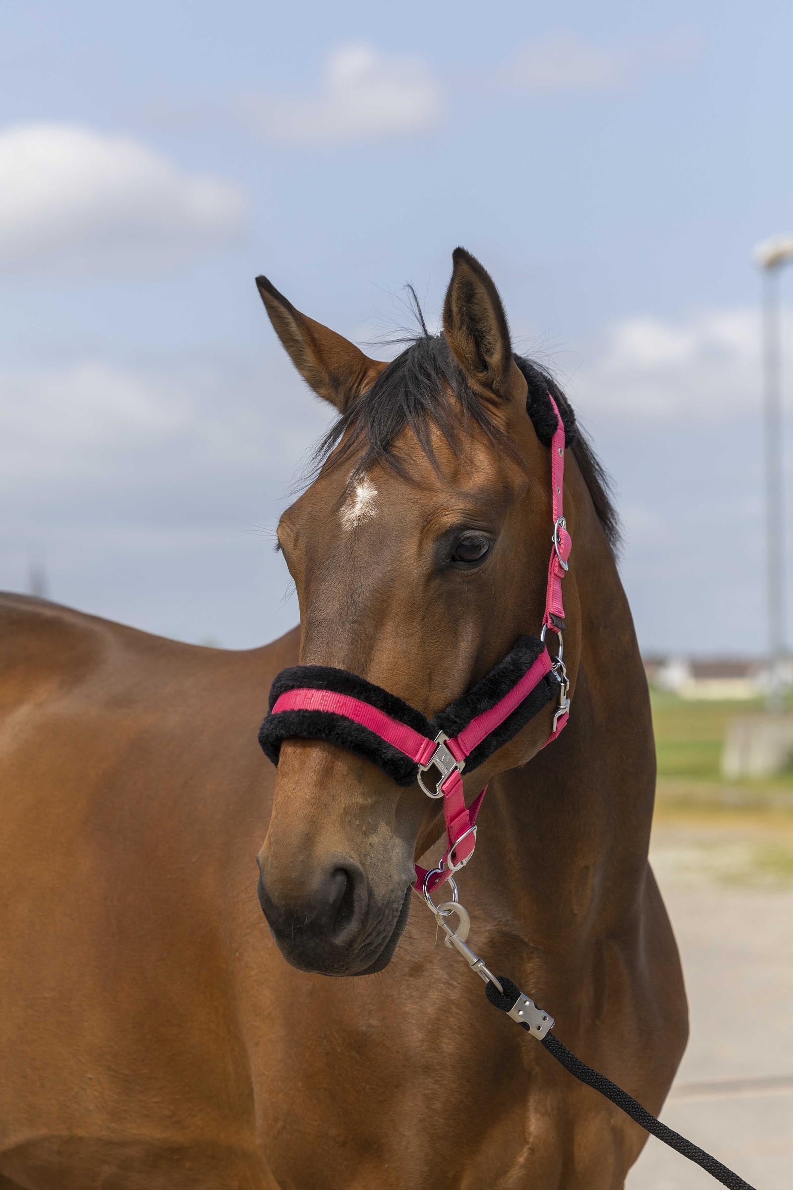 EQUITHÈME Nylon Mouton Halfter Halfter & Stricke