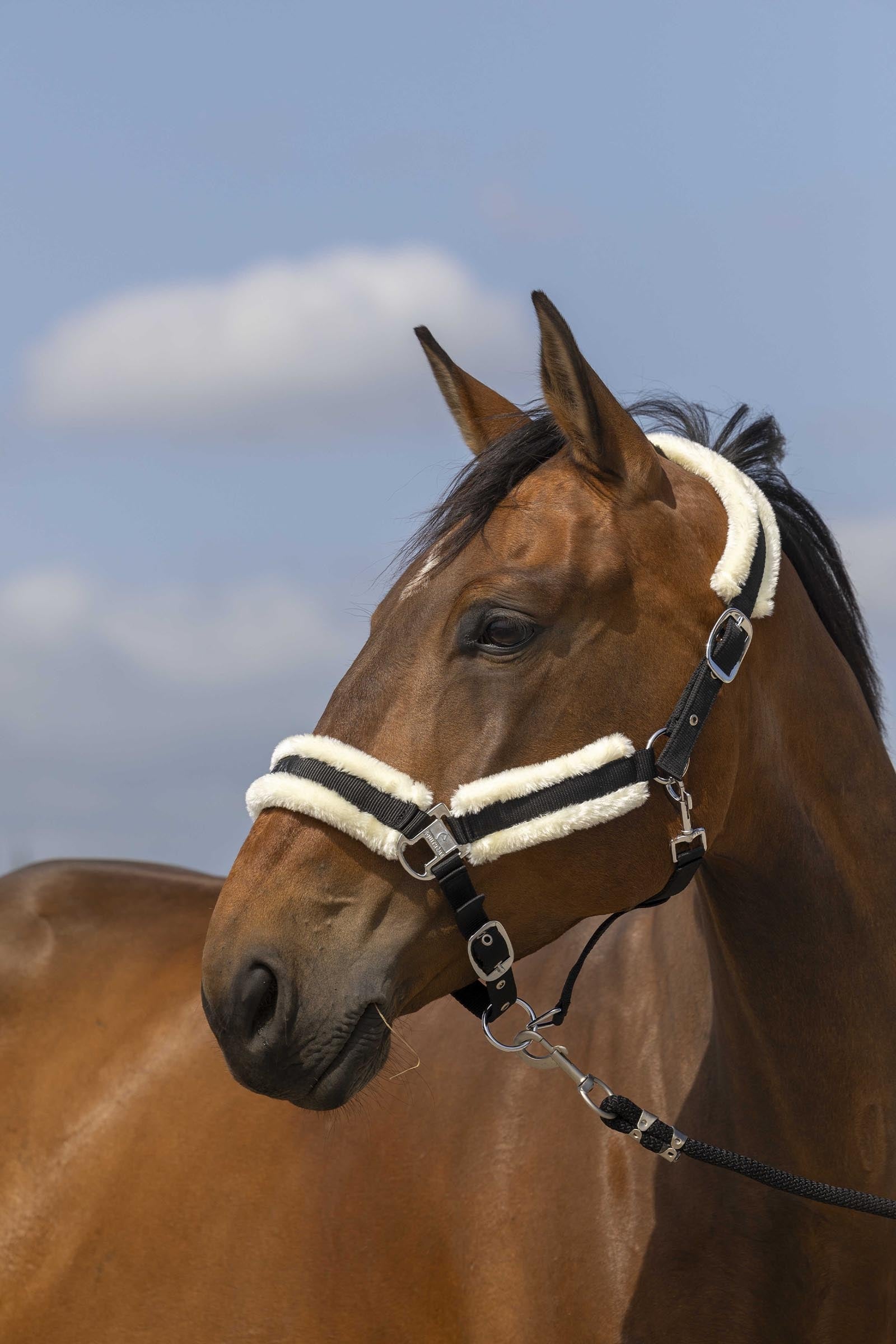 EQUITHÈME Nylon Mouton Halfter Halfter & Stricke