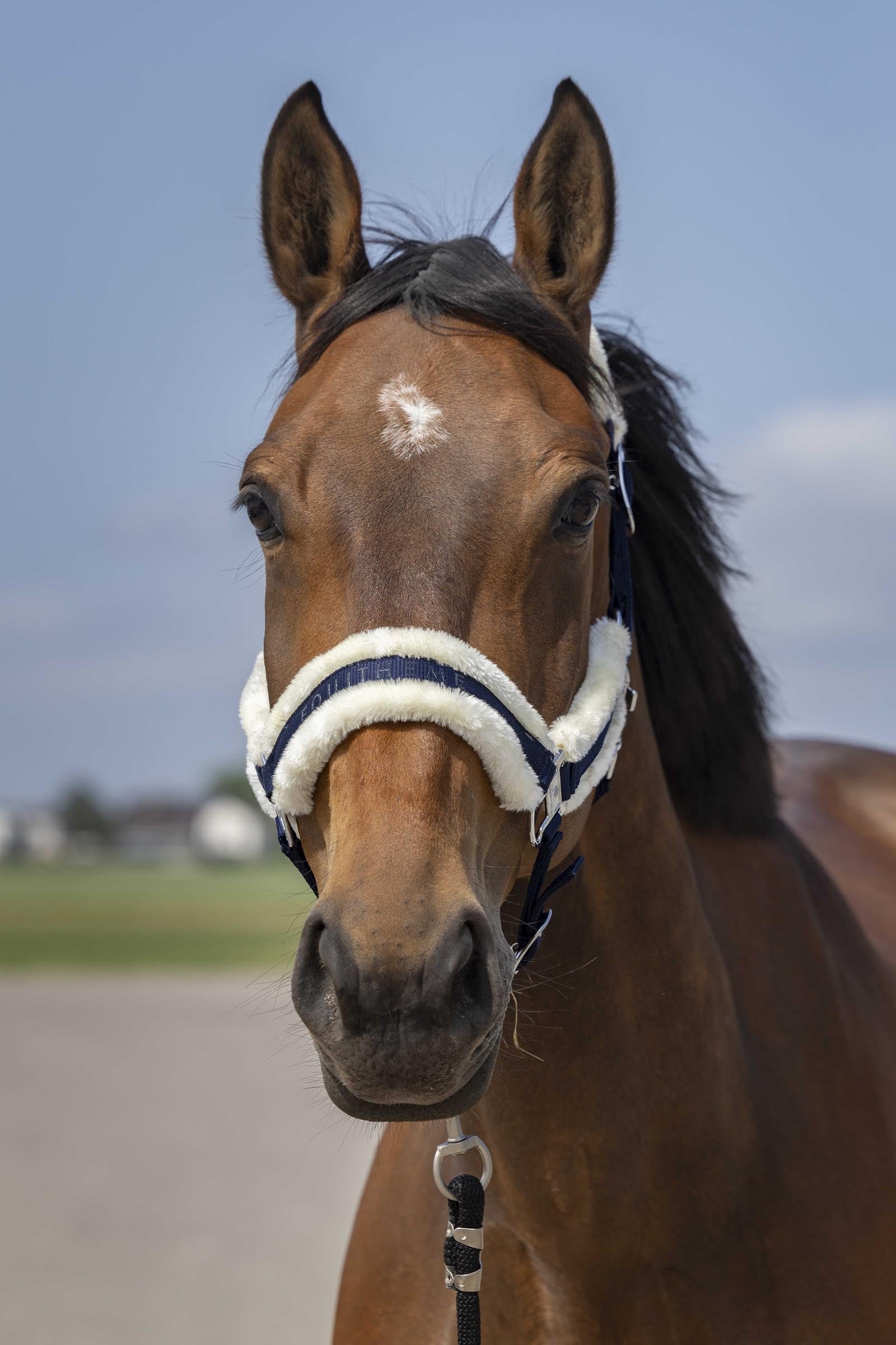 EQUITHÈME Nylon Mouton Halfter Halfter & Stricke