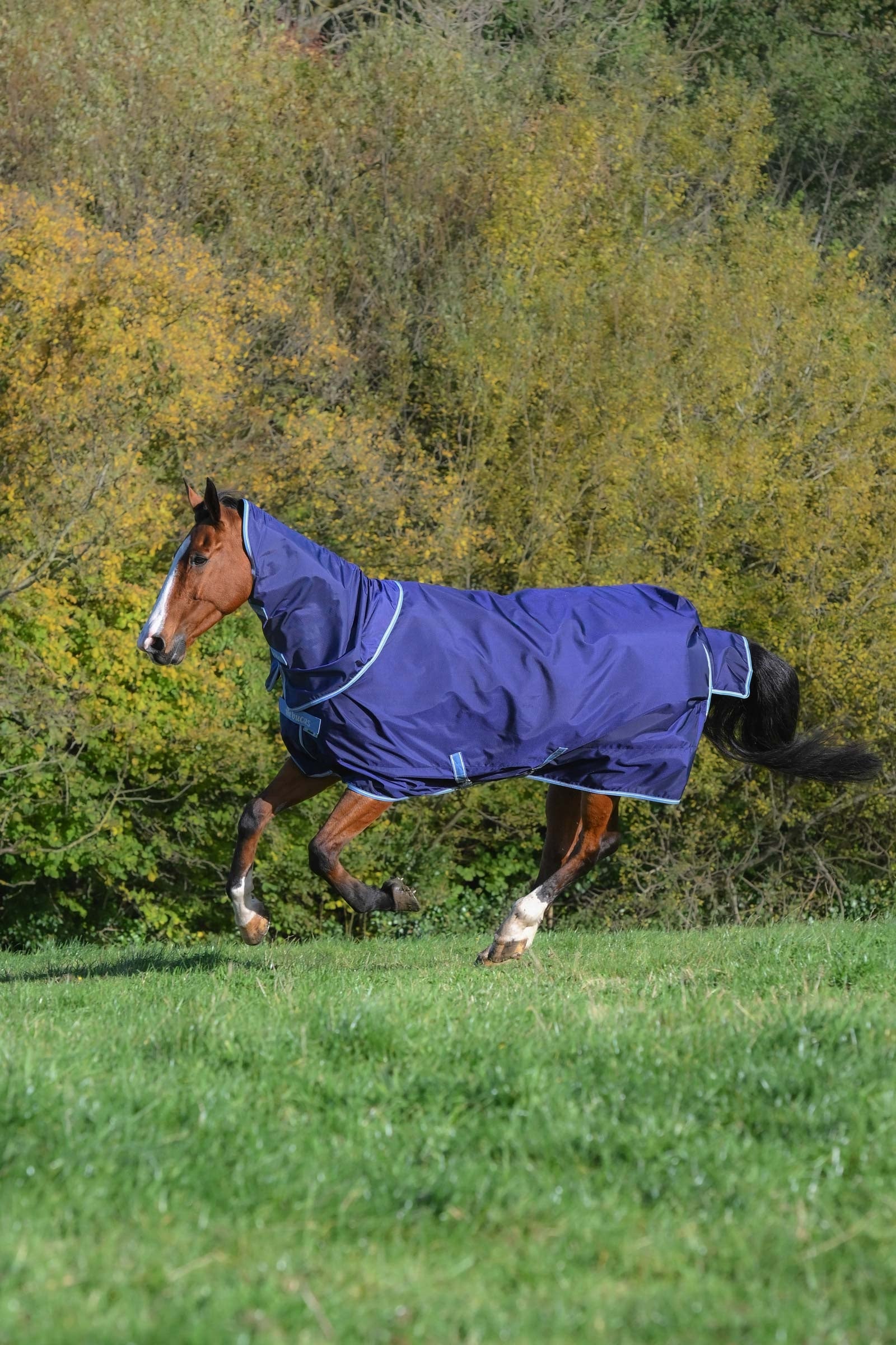 Bucas Atlantic Exclusive Rug & Neck, 150 g Pferdedecken