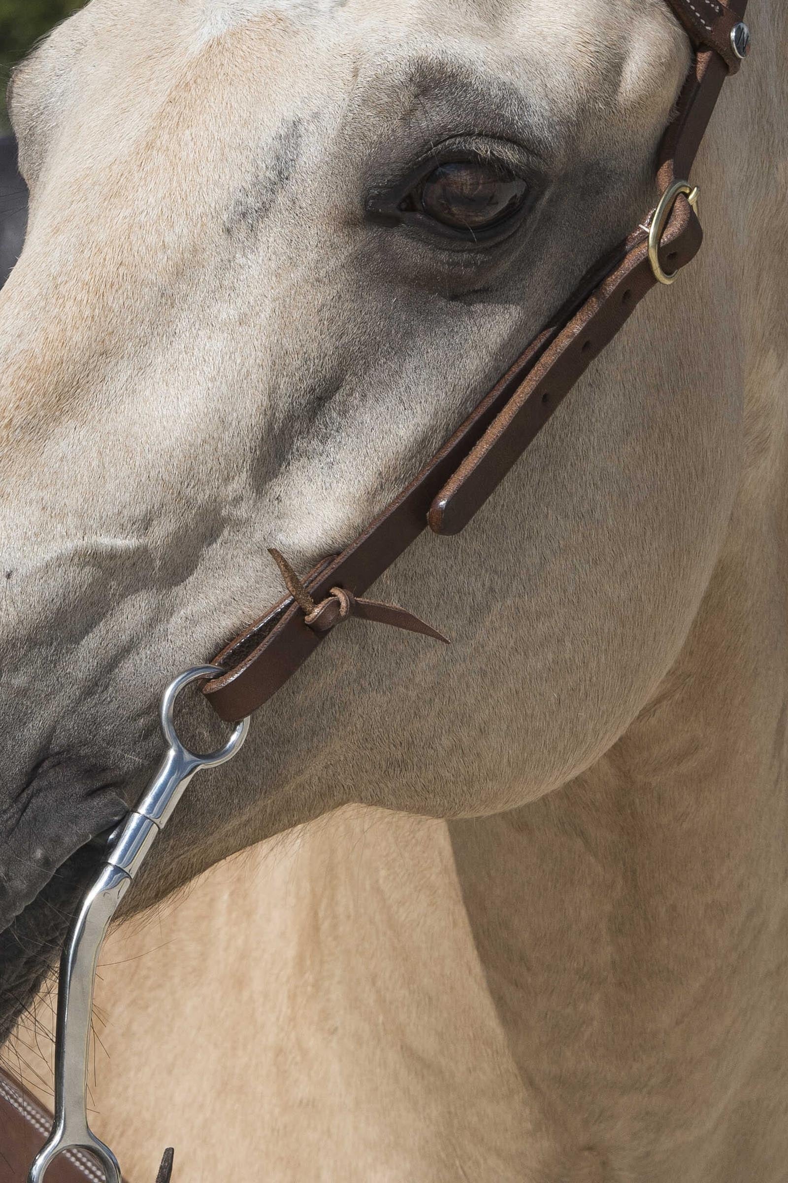 WESTRIDE Bridle By Franck Perret 1-Ear Bridles & Reins