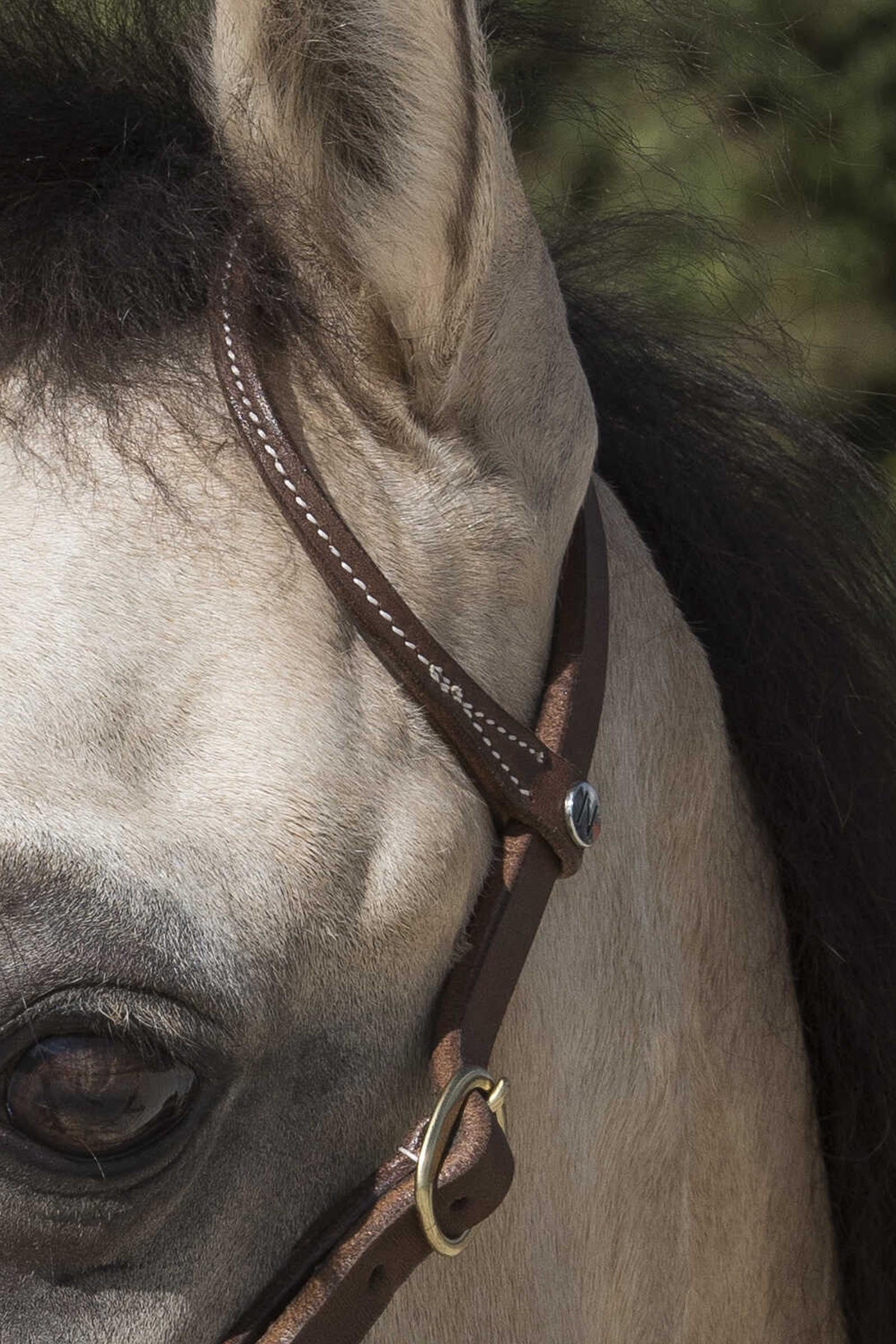 WESTRIDE Bridle By Franck Perret 1-Ear Bridles & Reins