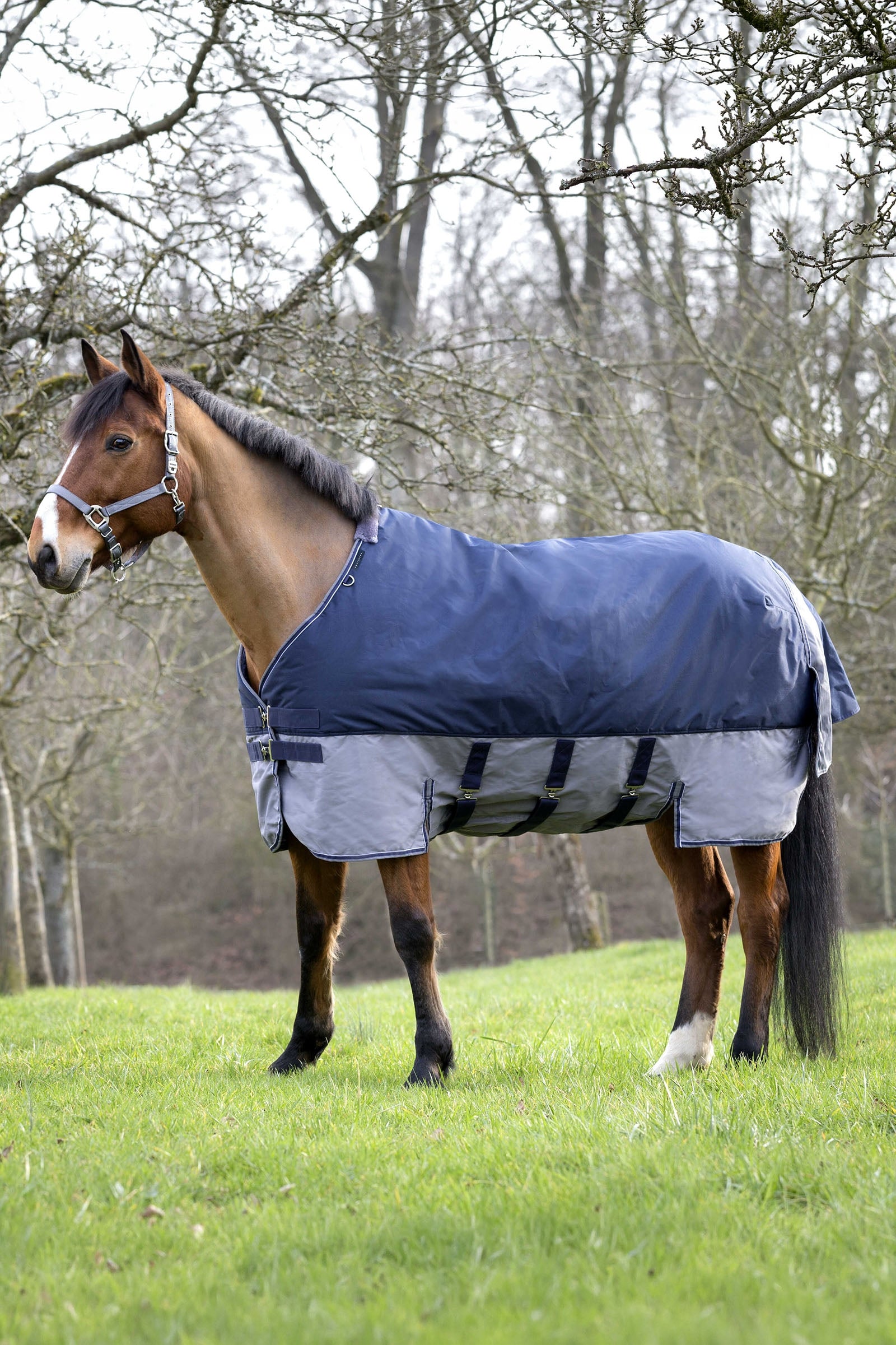Equi Theme EQUITHÈME TYREX 600D Turnout Rug With Belly Flap, 300 g Horse Rugs