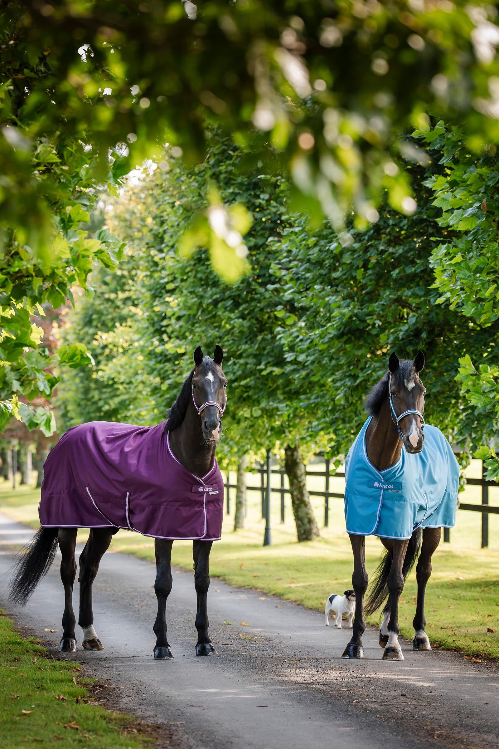 Bucas Freedom Light Turnout Rug, 0g Horse Rugs