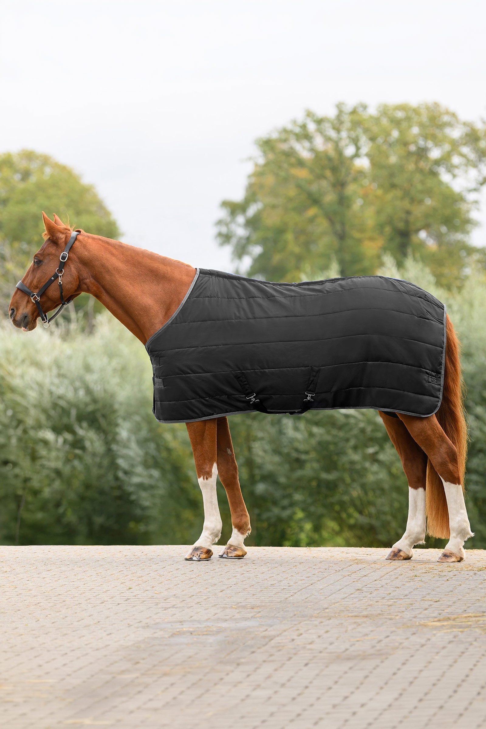 Waldhausen ECONOMIC Stalldecke, 100g Pferdedecken