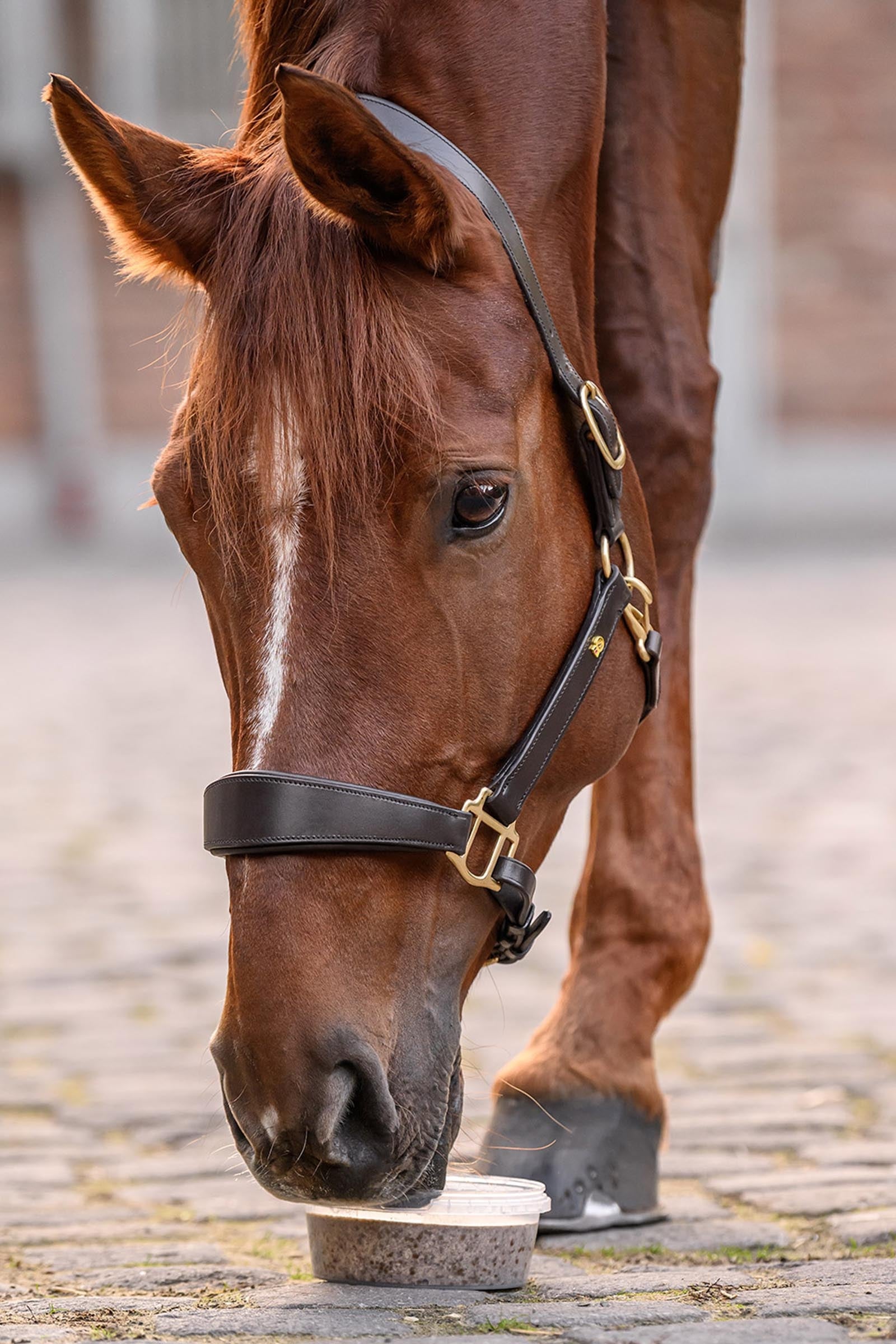 Waldhausen Stable Snack Licking Bowl, 650 g Horse Feed & Nutrition