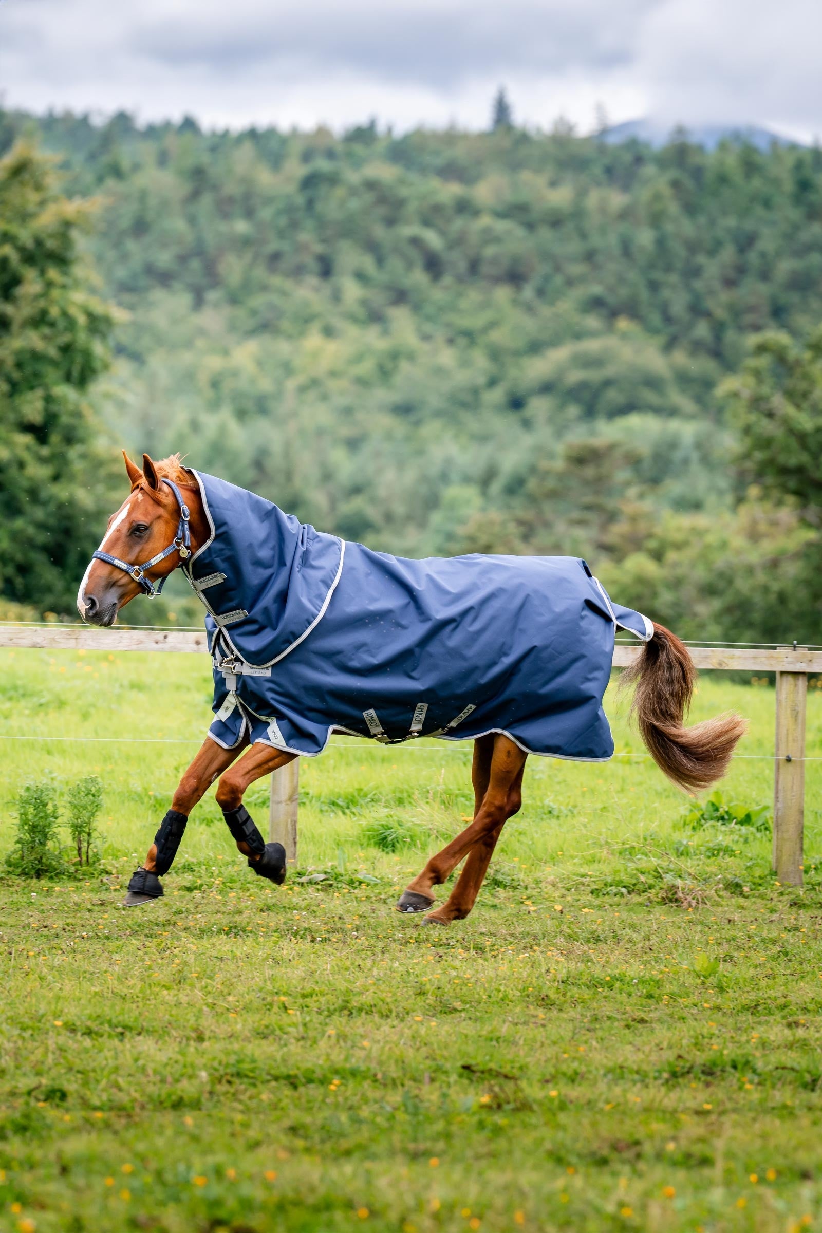Horseware Amigo Bravo 12 Plus Weidedecke mit abnehmbarem Halsteil, 0g Pferdedecken