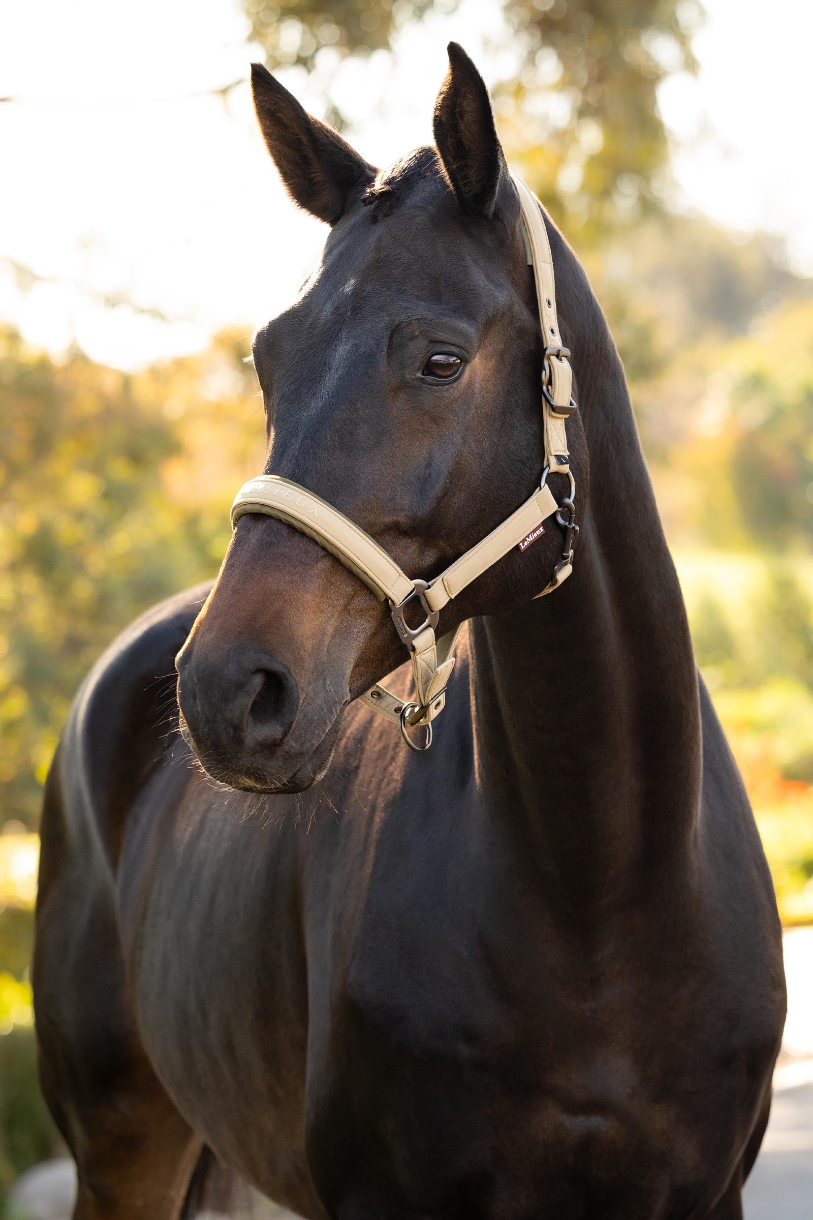 LeMieux Essence Headcollar Halters & Leads