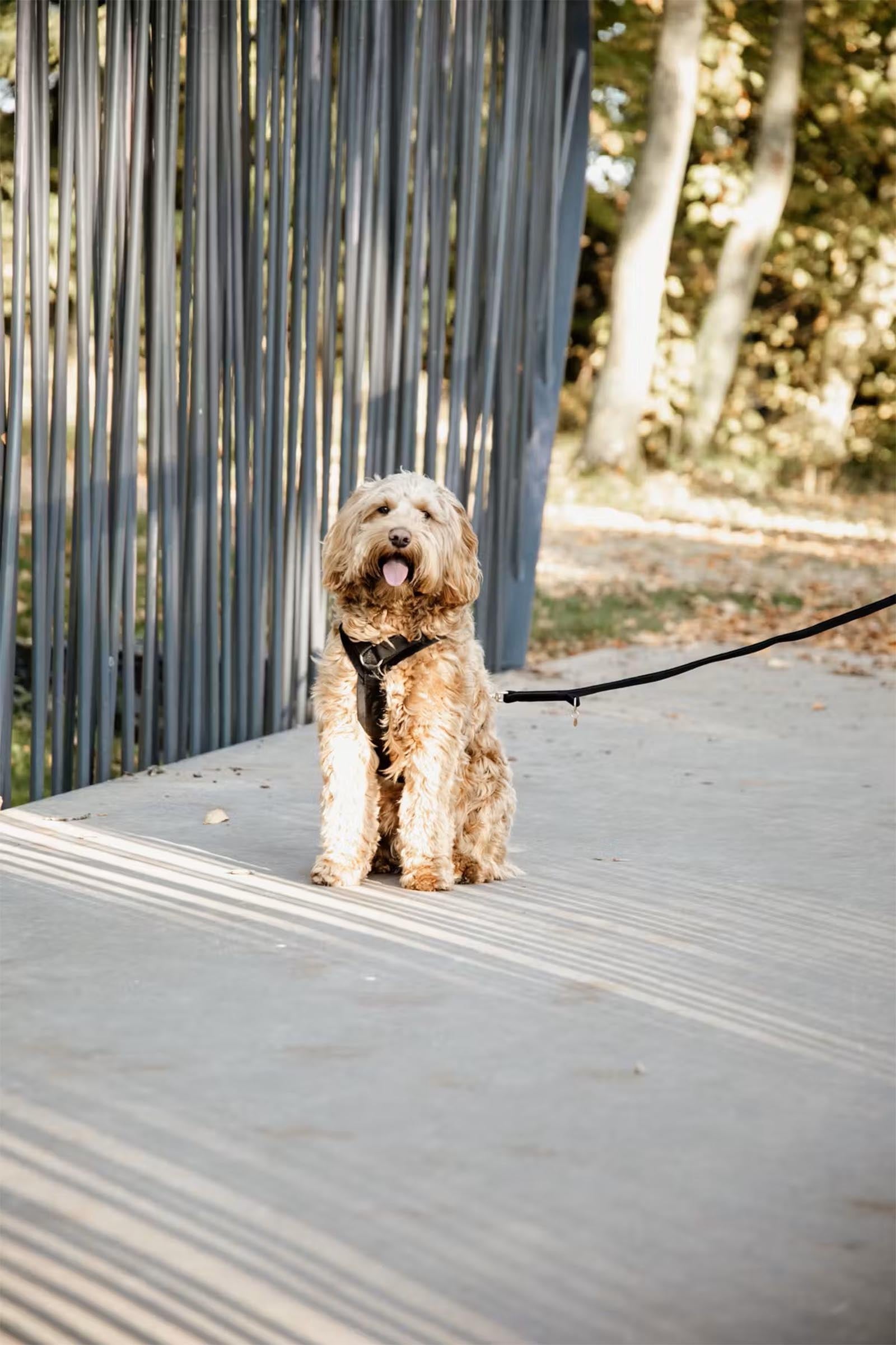 Kentucky Dogwear Active Velvet Dog Harness Dog Accesories