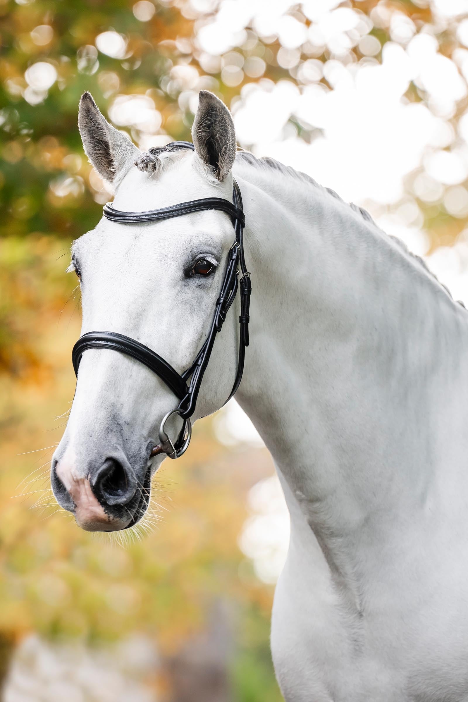 Horseware Cavesson Trense Trensenzäume & Zügel