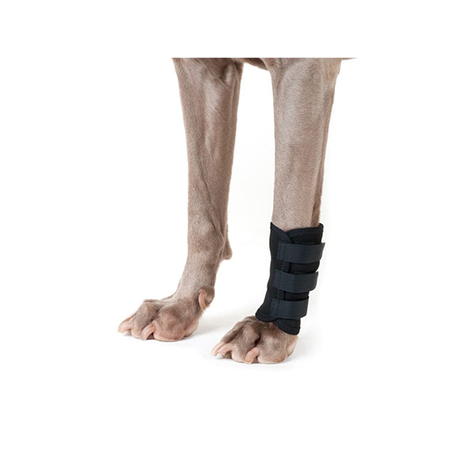 Back on Track Dog Leg Wrap (1 piece) Dog Accesories