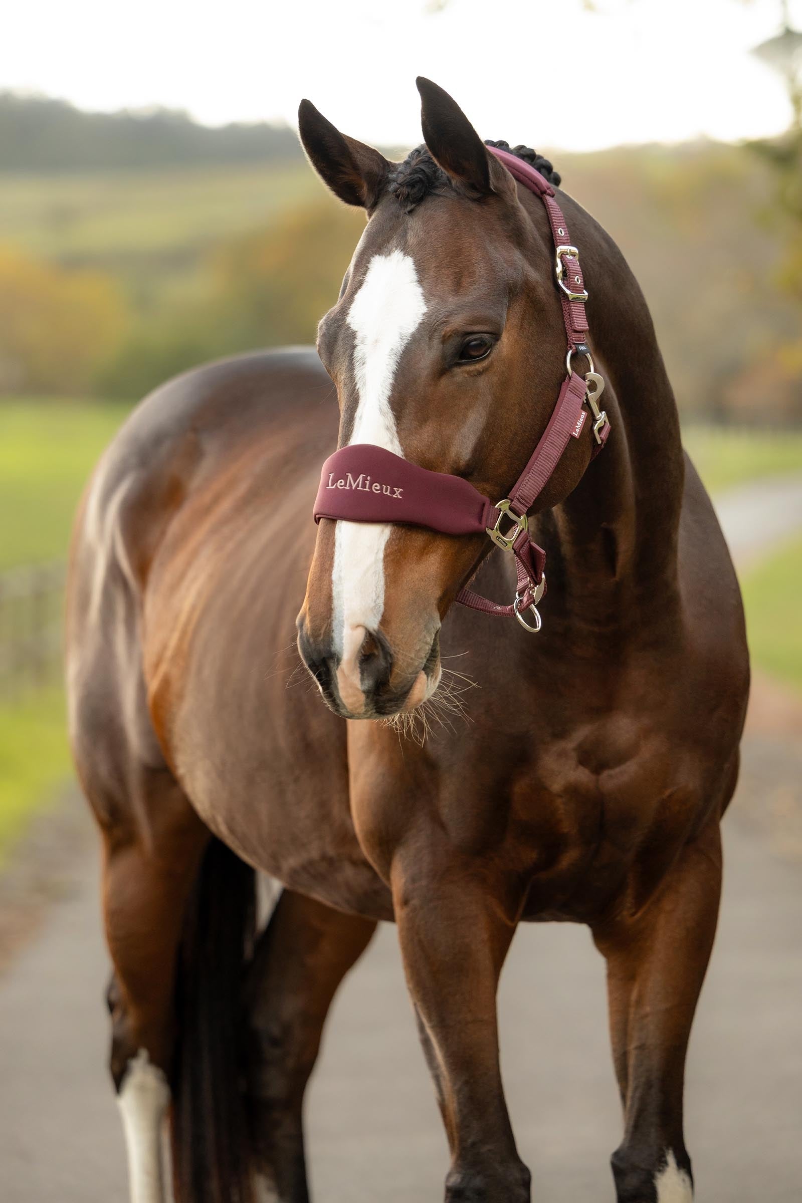 LeMieux Breakaway Vogue Headcollar Halters & Leads