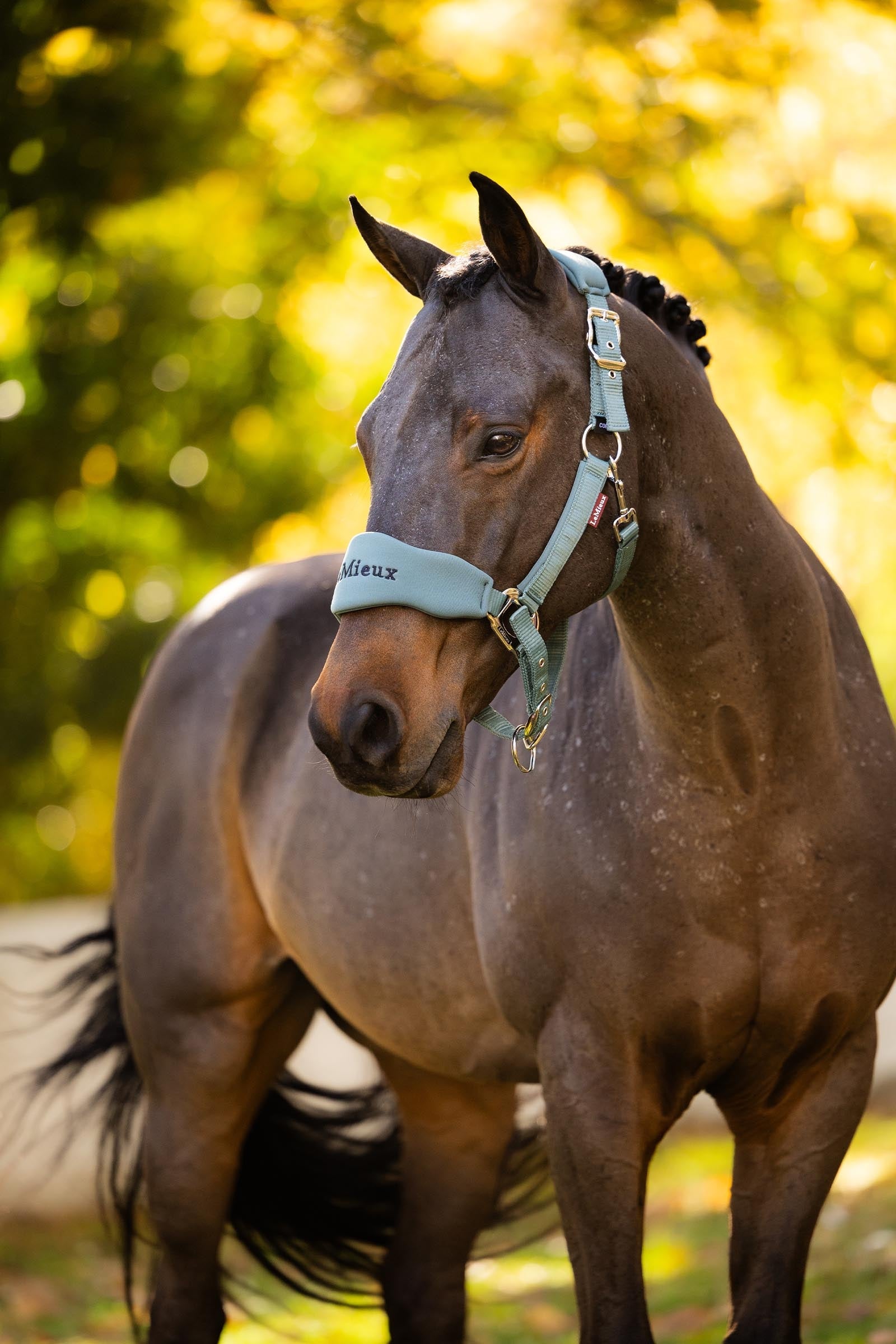 LeMieux Breakaway Vogue Headcollar Halters & Leads
