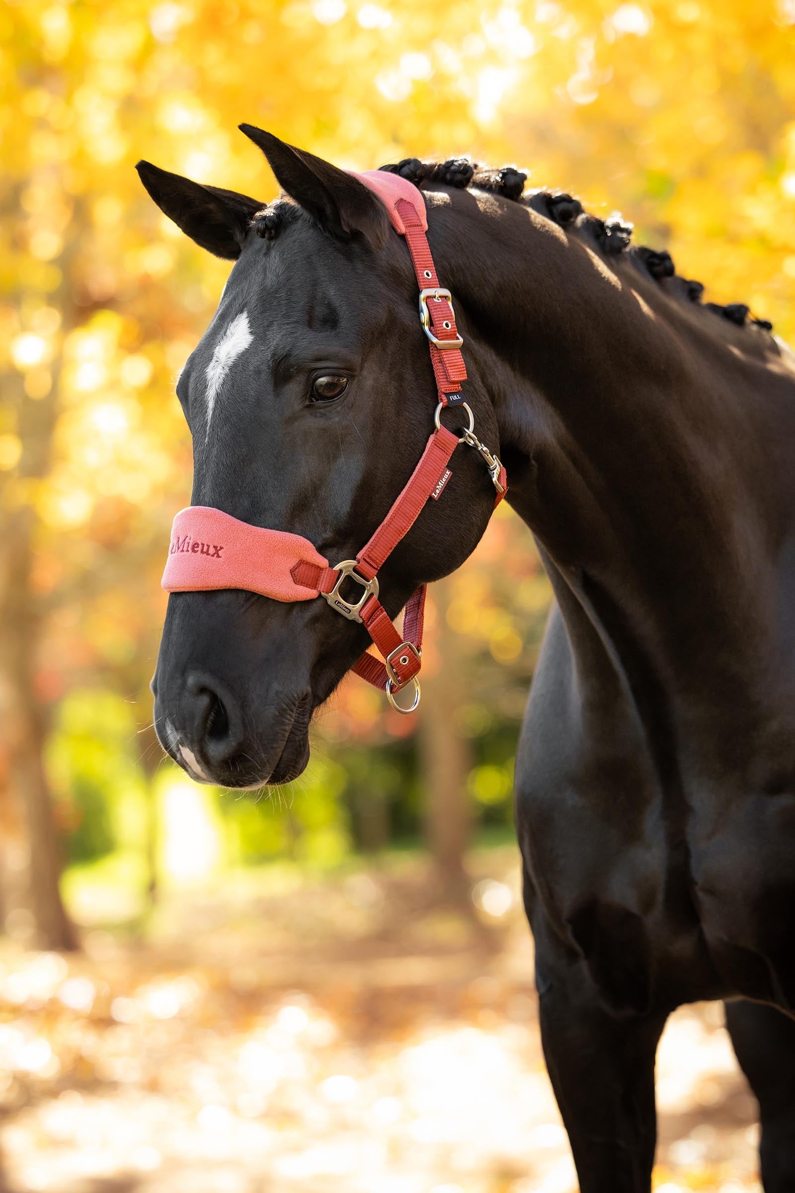 LeMieux Vogue Headcollar & Lead Rope Set Halters & Leads