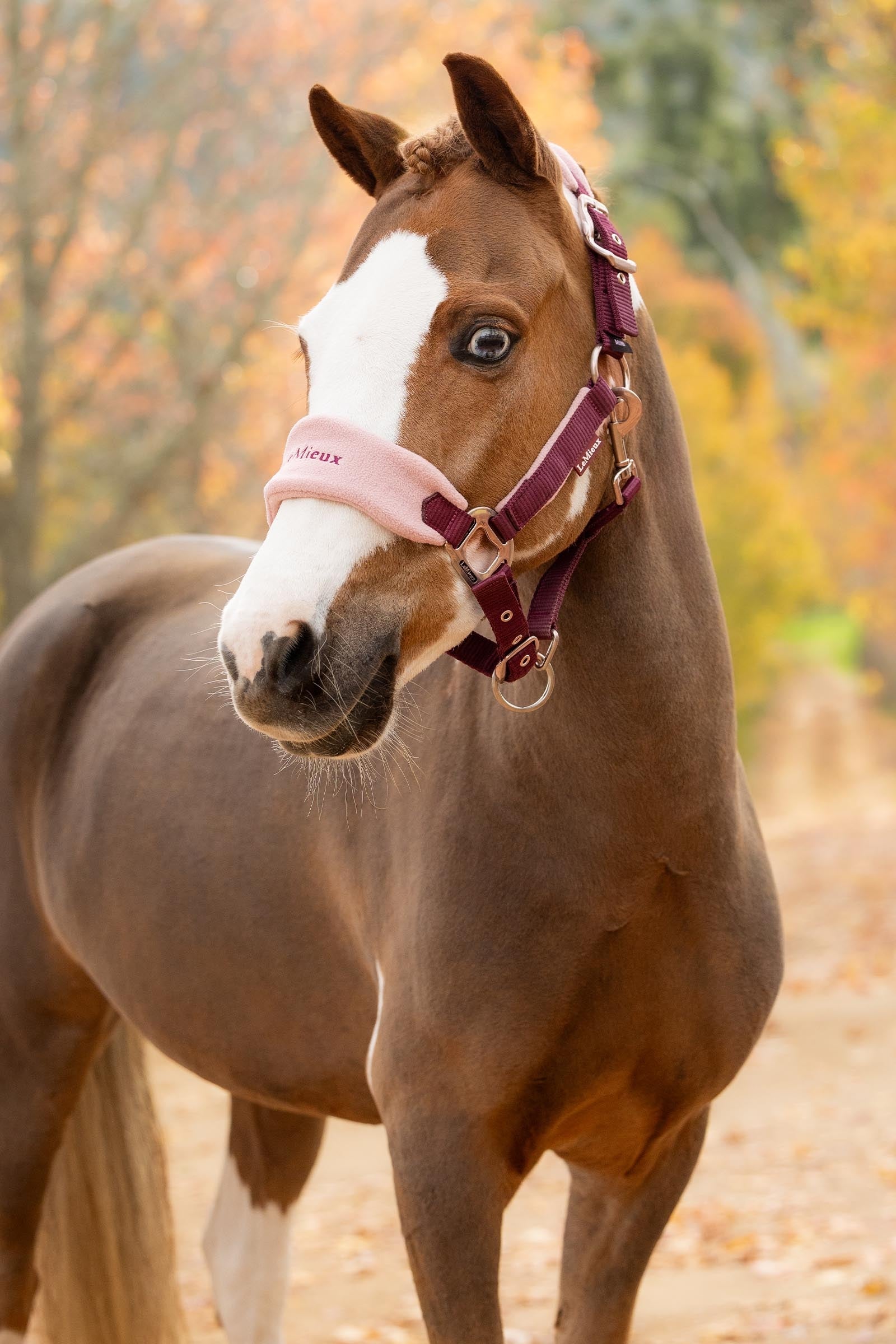 LeMieux Vogue Headcollar & Lead Rope Set Halters & Leads