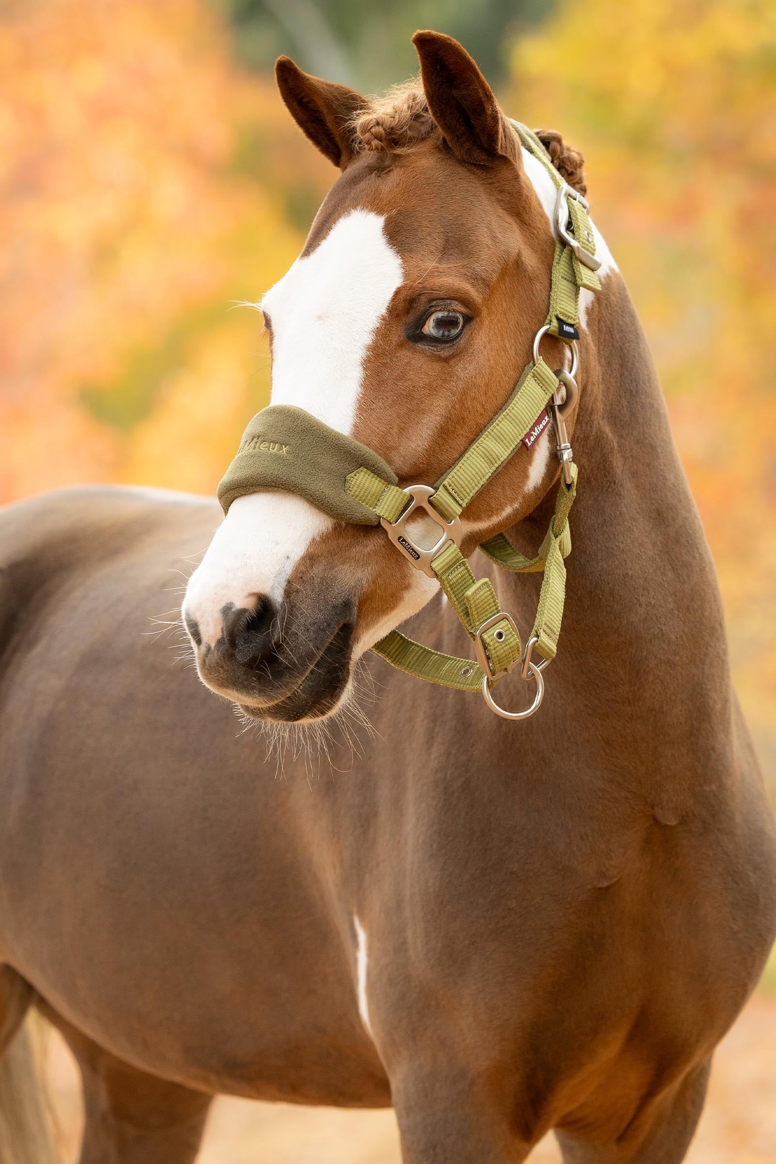 LeMieux Vogue Headcollar & Lead Rope Set Halters & Leads