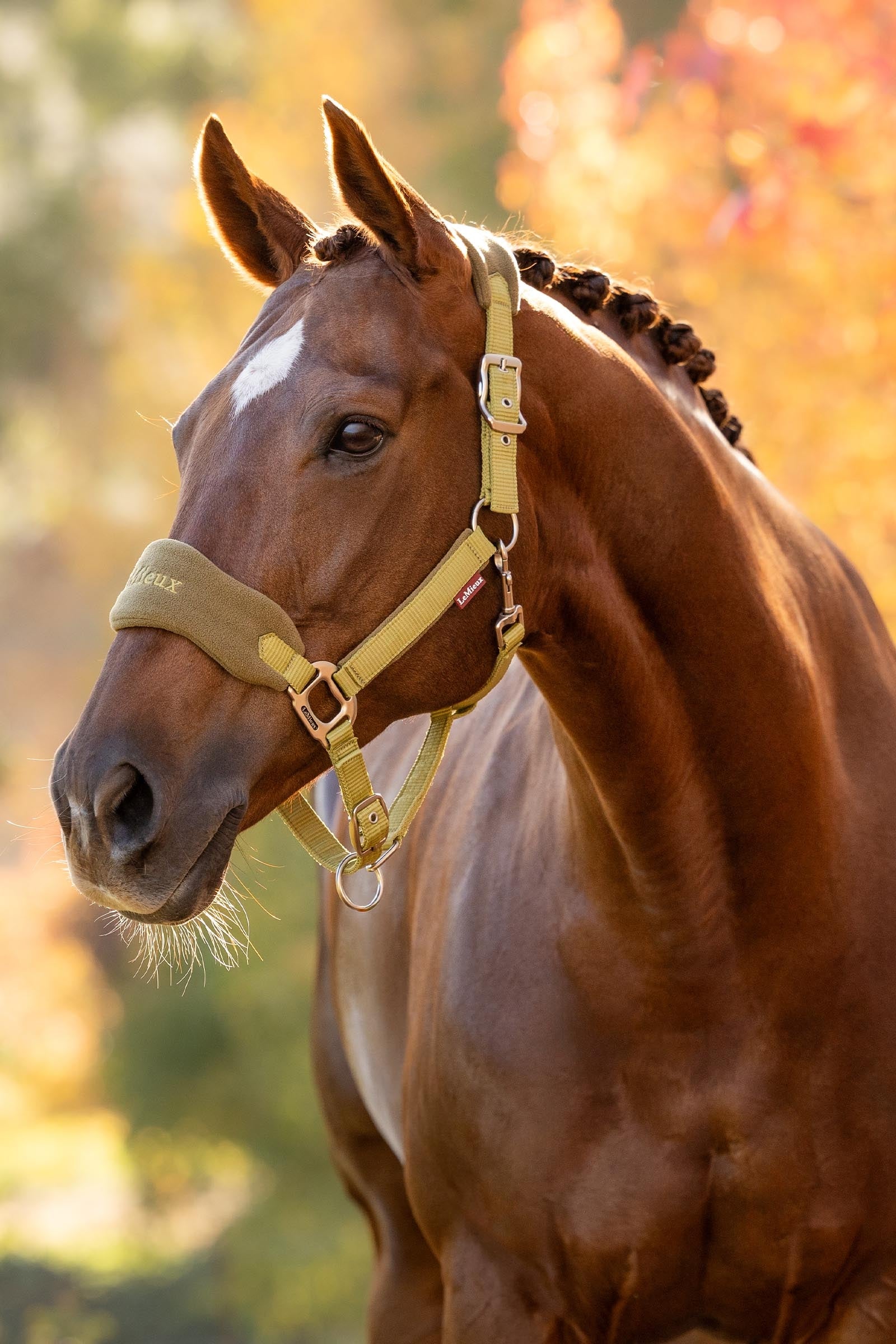 LeMieux Vogue Headcollar & Lead Rope Set Halters & Leads