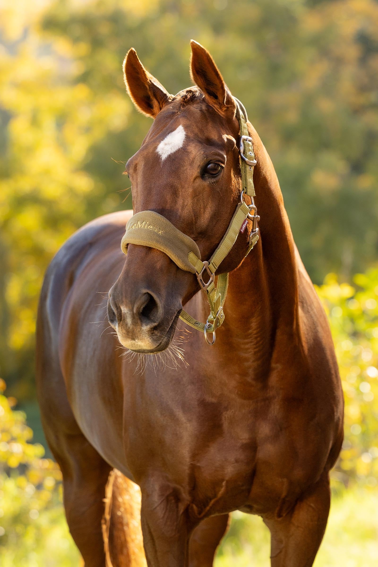 LeMieux Vogue Headcollar & Lead Rope Set Halters & Leads