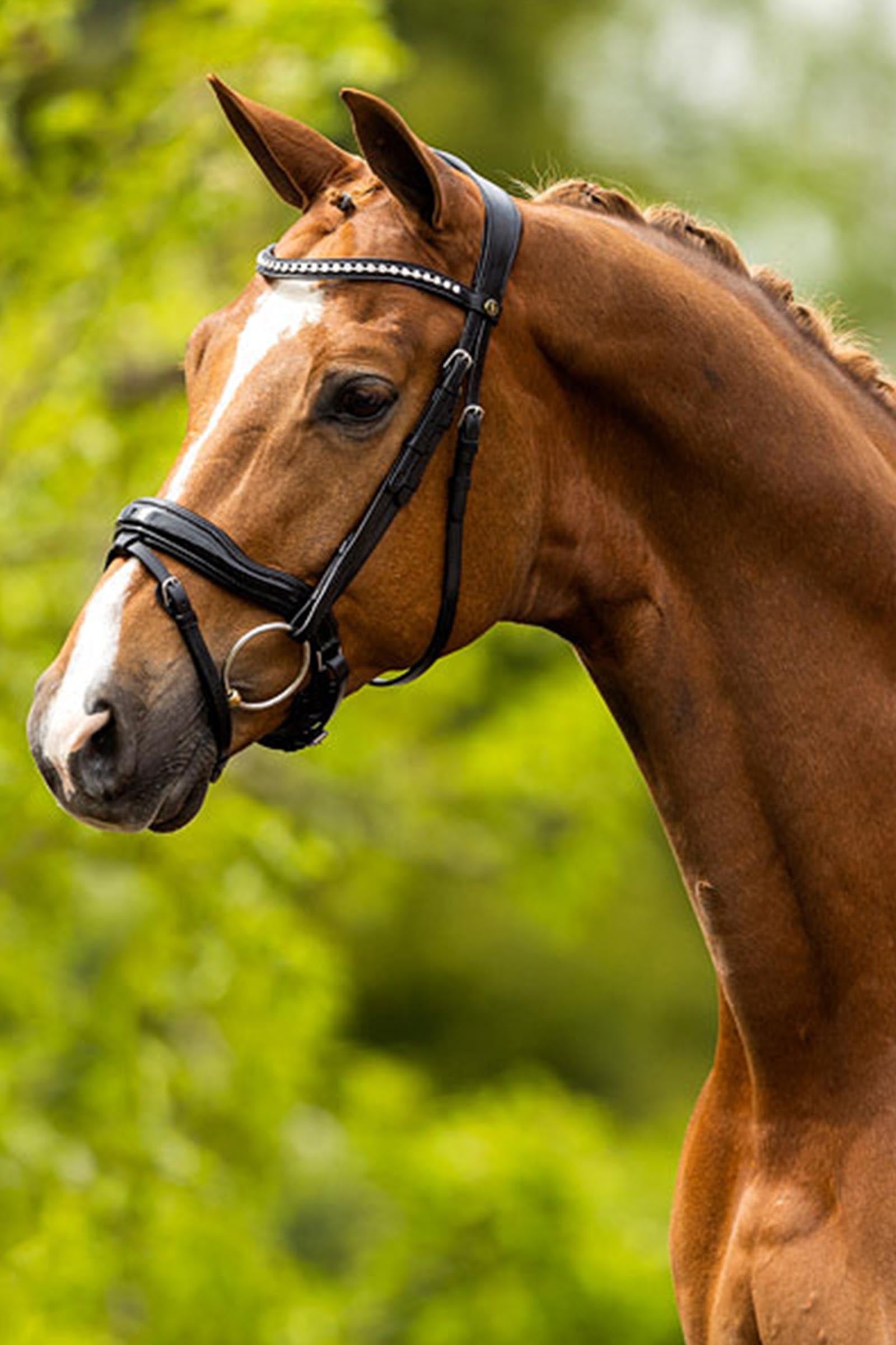BR Bolton Bridle Bridles & Reins
