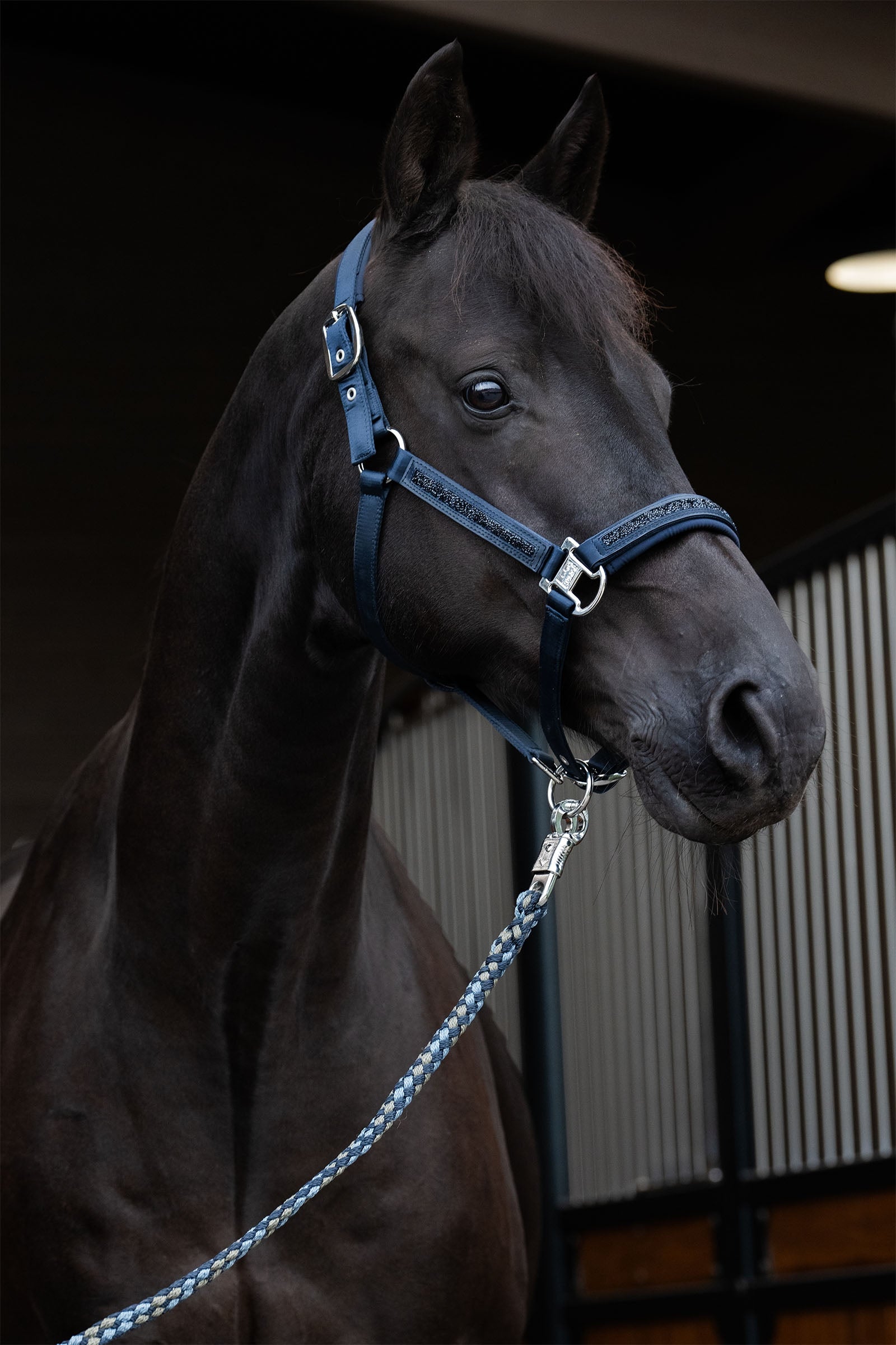 Eskadron Classic Sports SS25 Mattgloss Jewel Double Pin Headcollar Halters & Leads