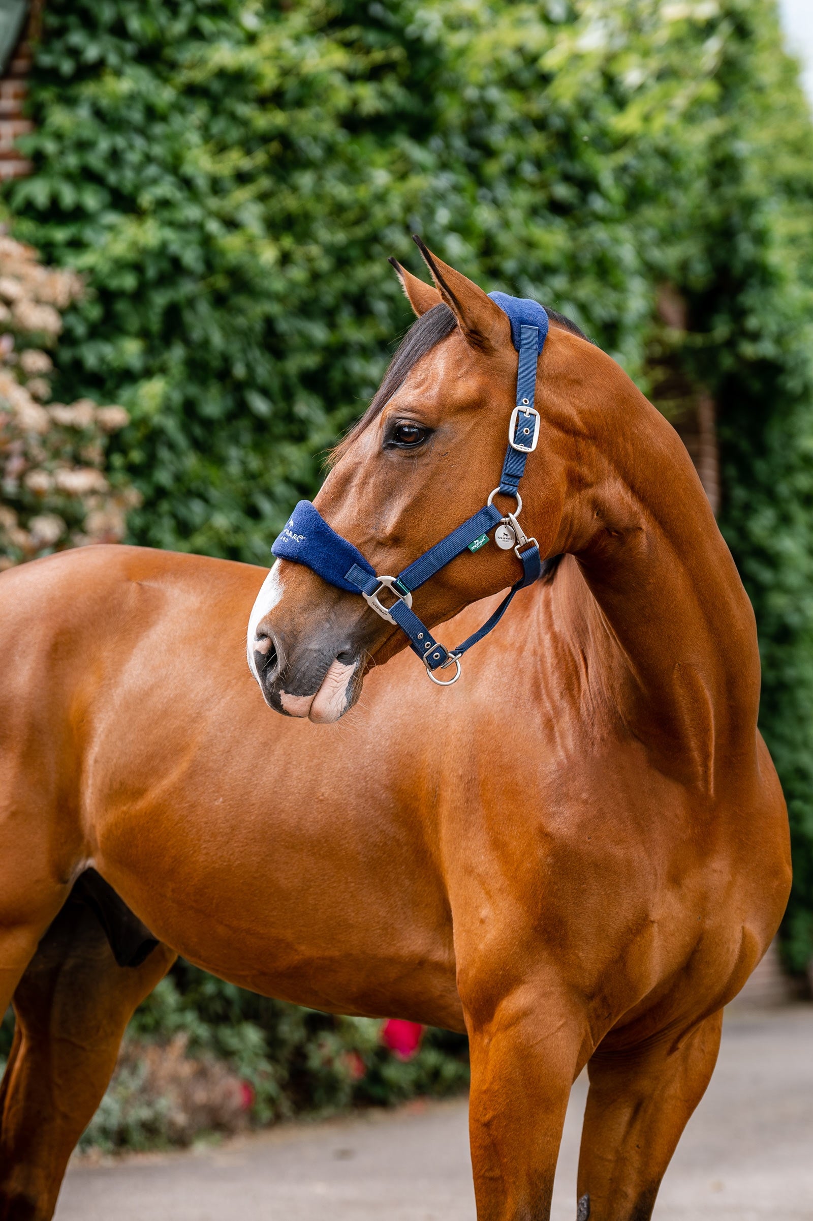 Horseware Signature Grooming Headcollar Halters & Leads