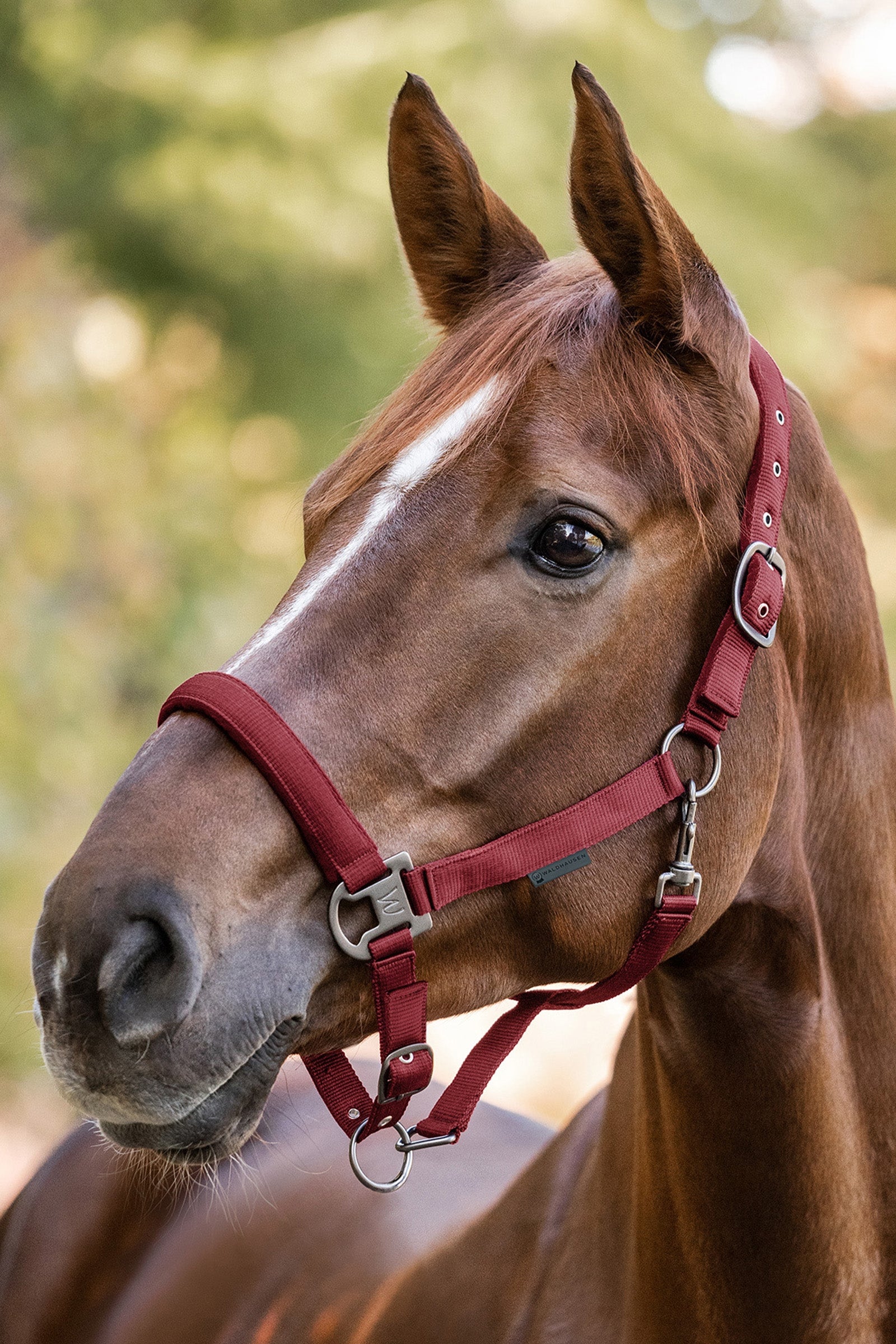Waldhausen Gloomy Halter Halters & Leads