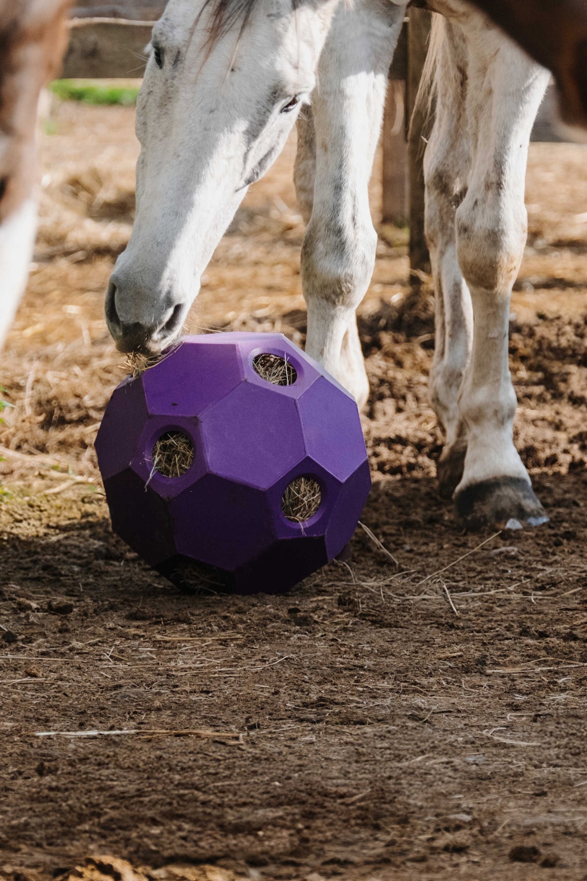 HIPPOTONIC Slow Feeder Hay Ball Horse Toys & Riding Arena Supplies