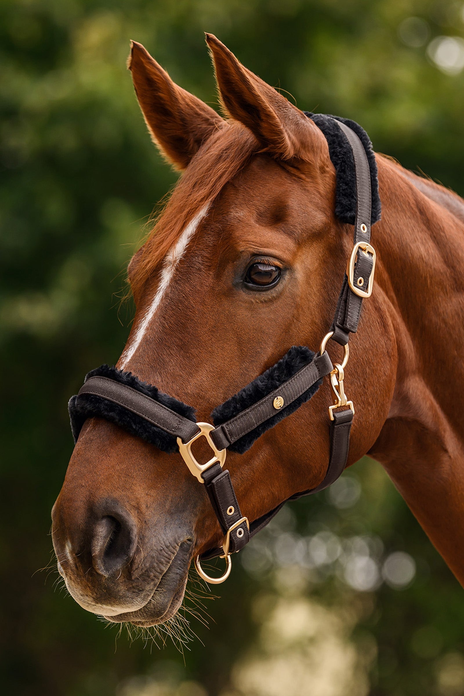 Waldhausen Phoenix Halter Set Halters & Leads
