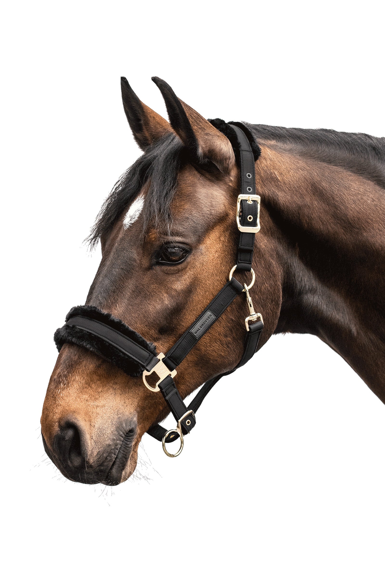 Waldhausen Exclusive Halter Halters & Leads