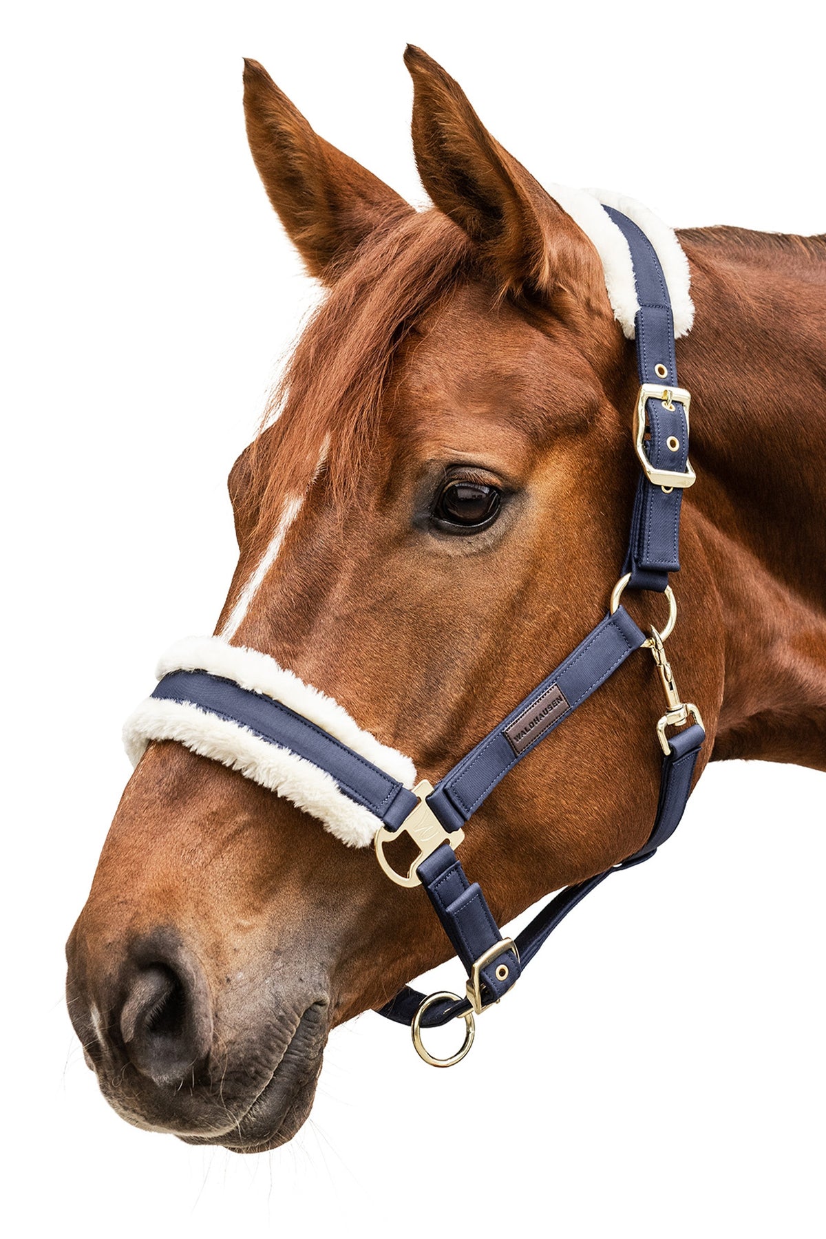 Waldhausen Exclusive Halter Halters & Leads