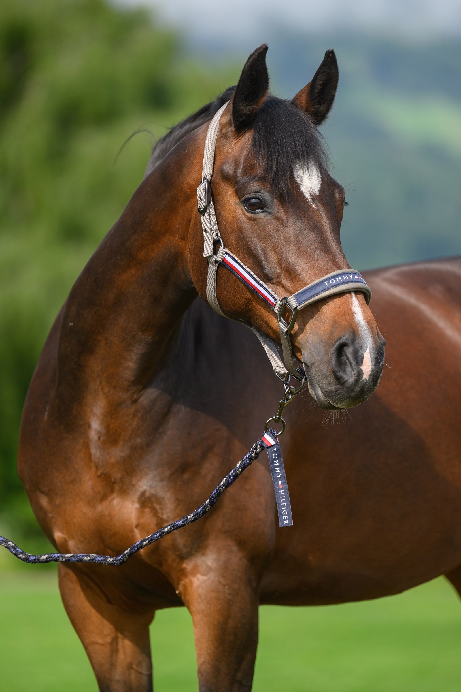 Tommy Hilfiger Equestrian Yale Halfter- und Führstrick-Set Halfter & Stricke