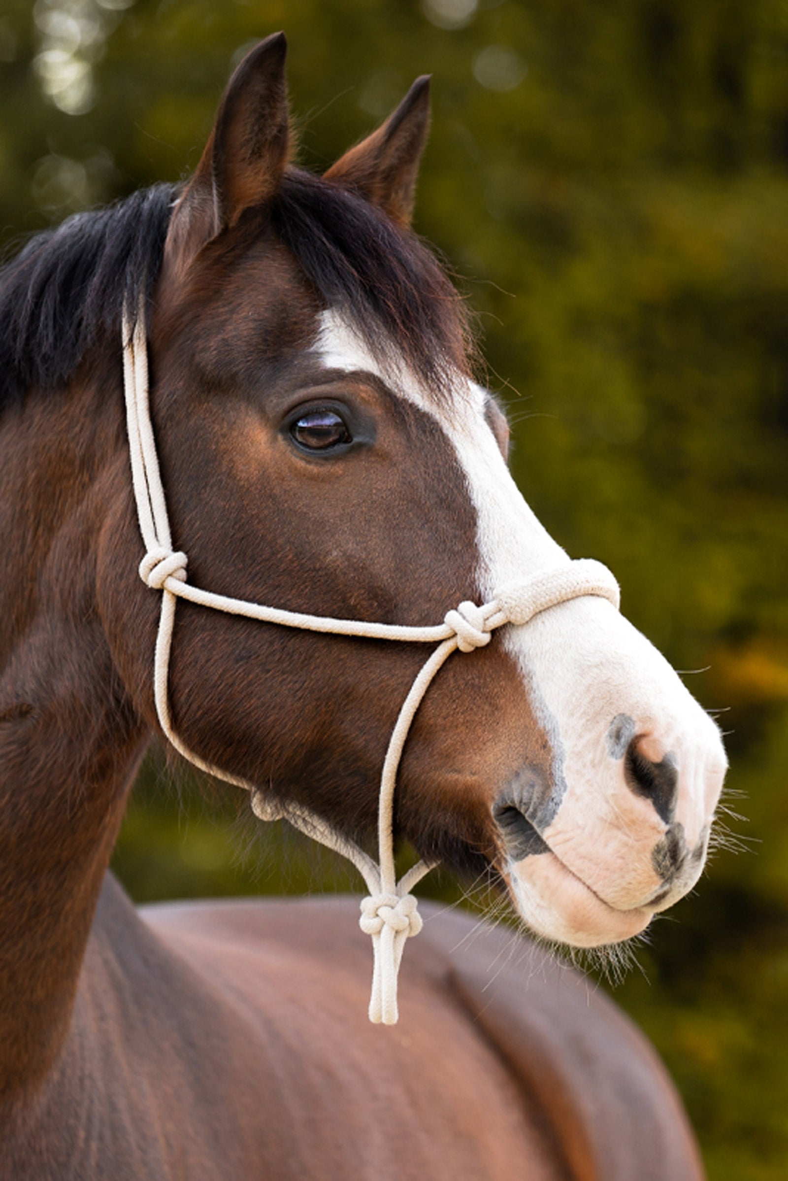 Kavalkade Knote Seilhalfter Halfter & Stricke