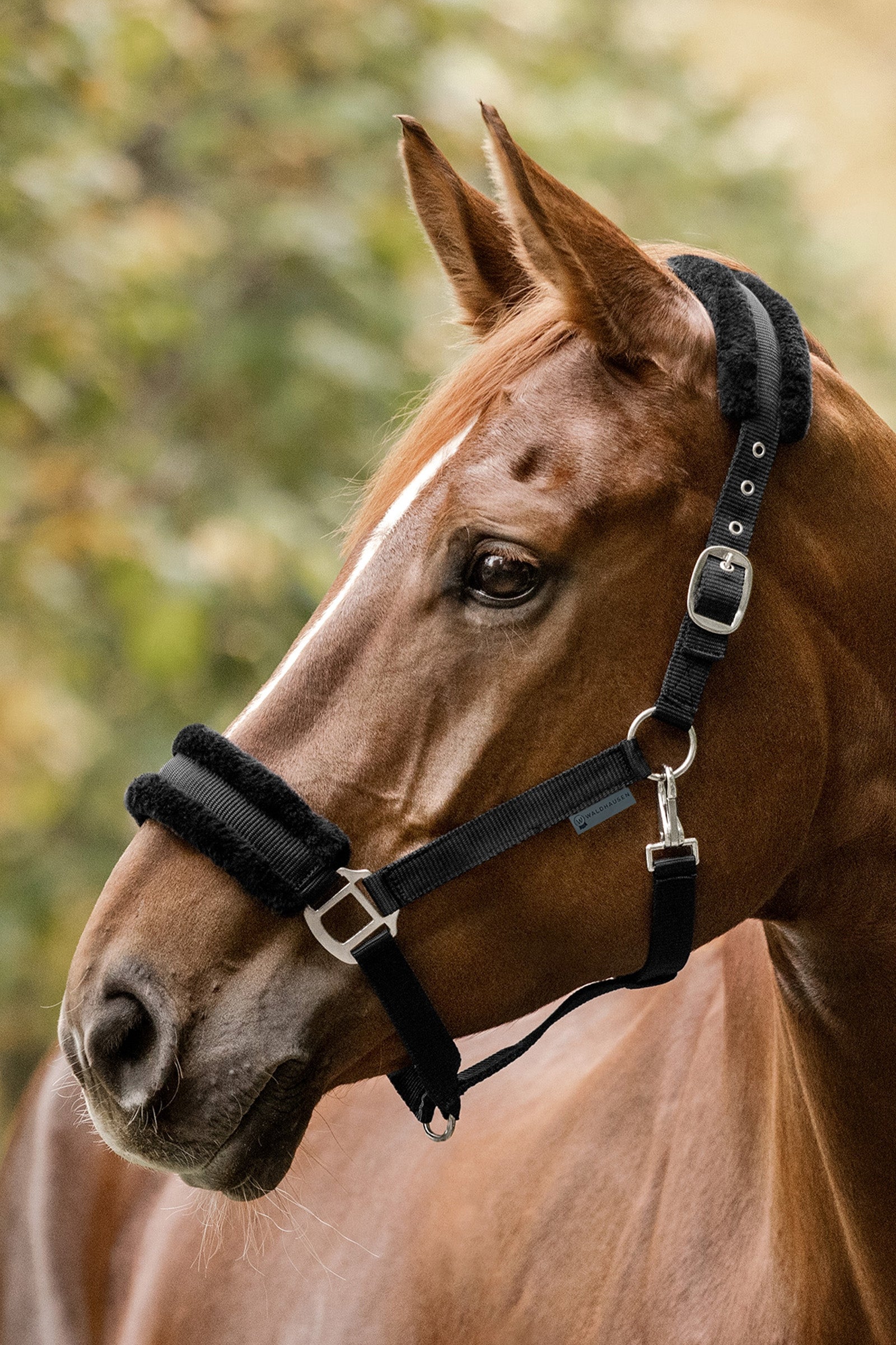 Waldhausen First Halter Halters & Leads