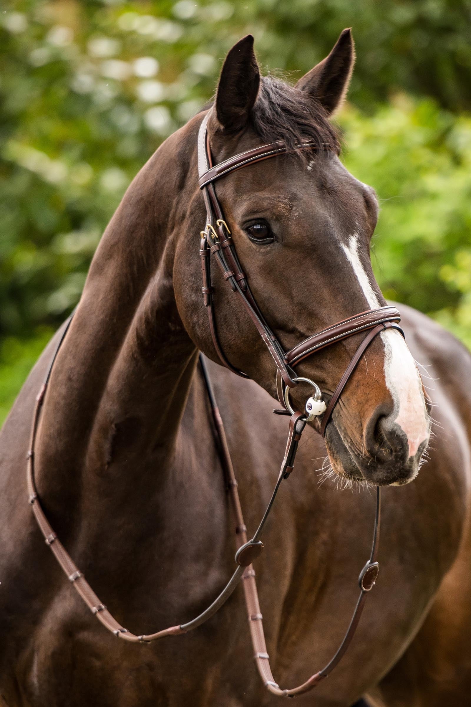 Trust Equestrian Calgary Combined Noseband Bridle Bridles & Reins