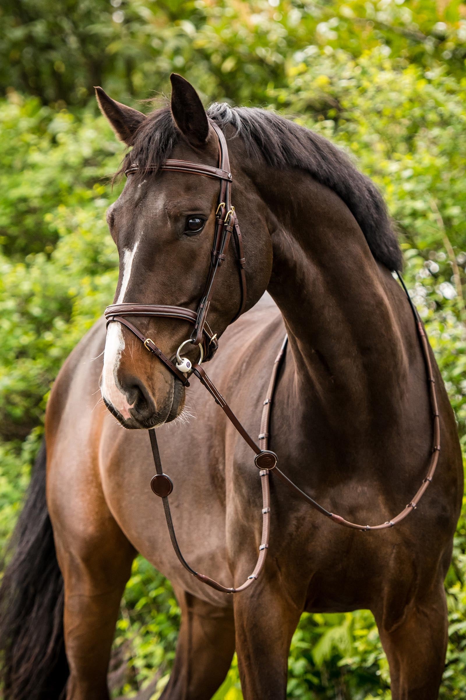 Trust Equestrian Calgary Combined Noseband Bridle Bridles & Reins