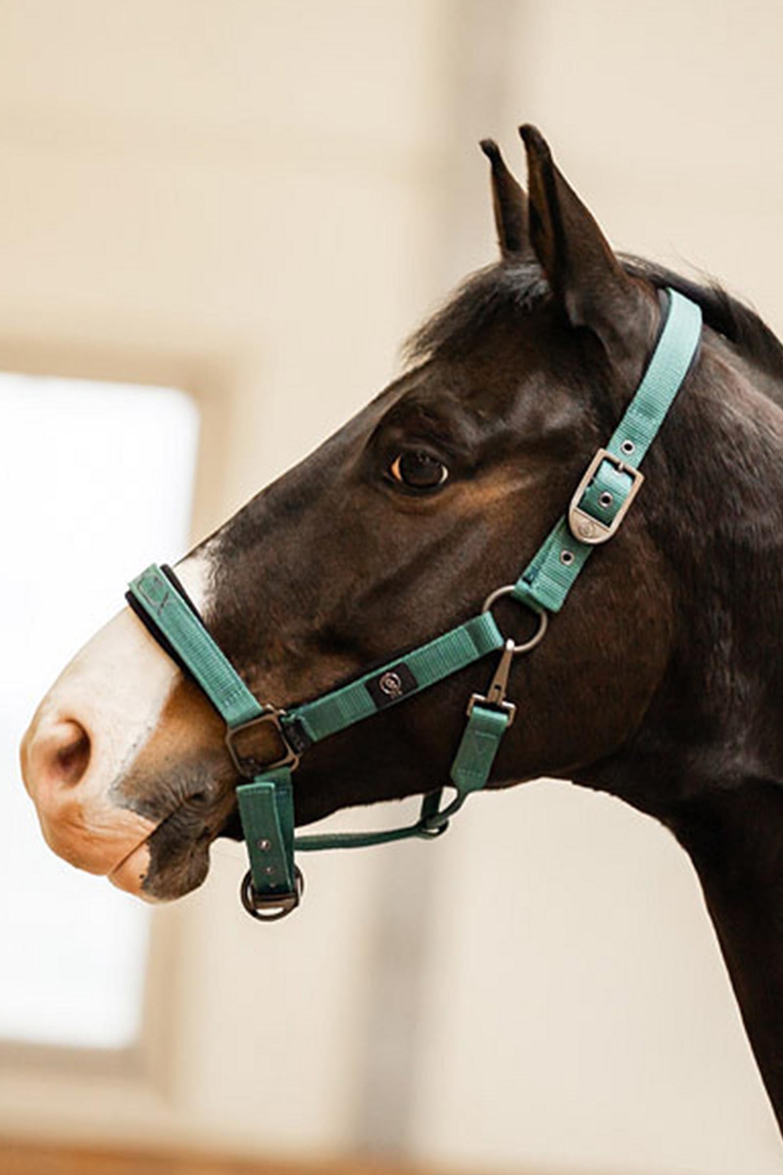 BR CLX Halter Halters & Leads