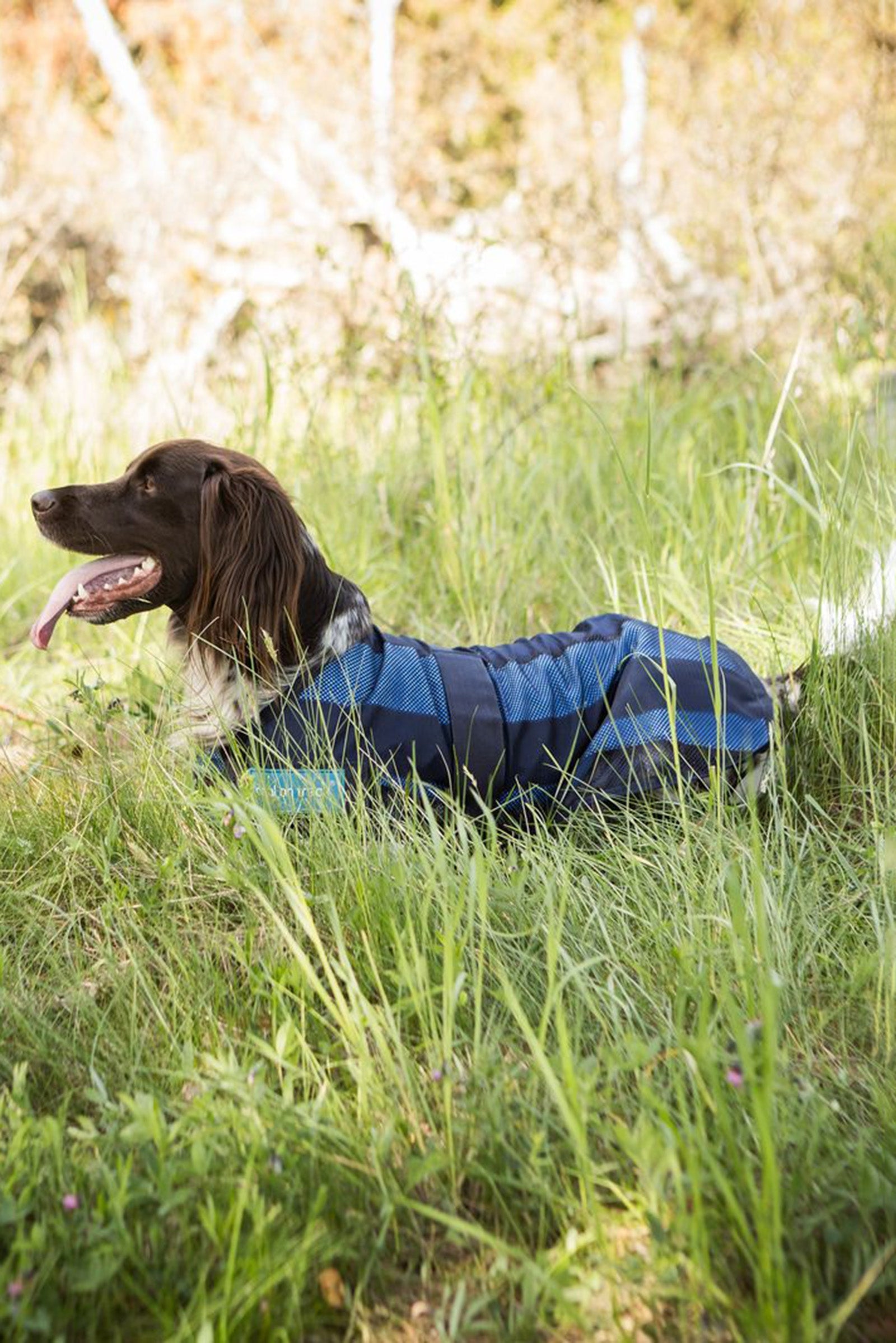 Back on Track Cool On Track Dog Coat 2.0 Dog Accesories