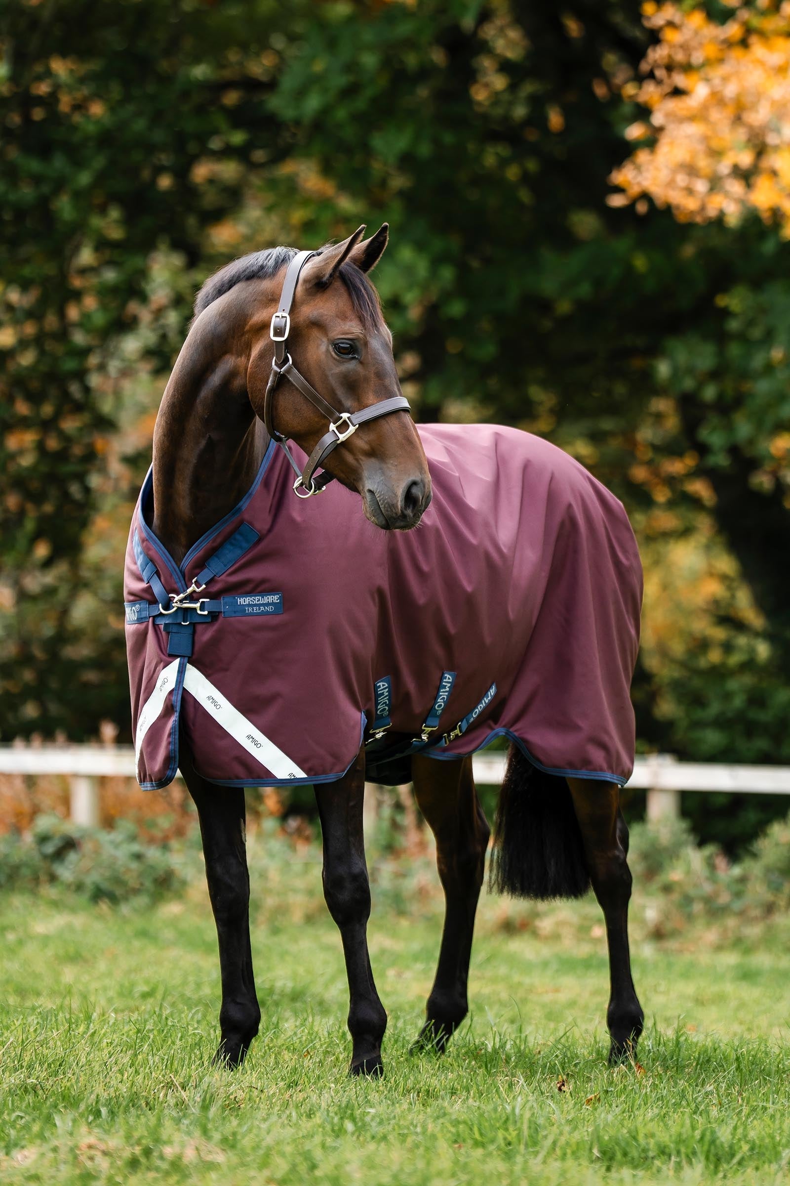 Horseware Amigo 1200D Turnout Rug, 250 g Horse Rugs