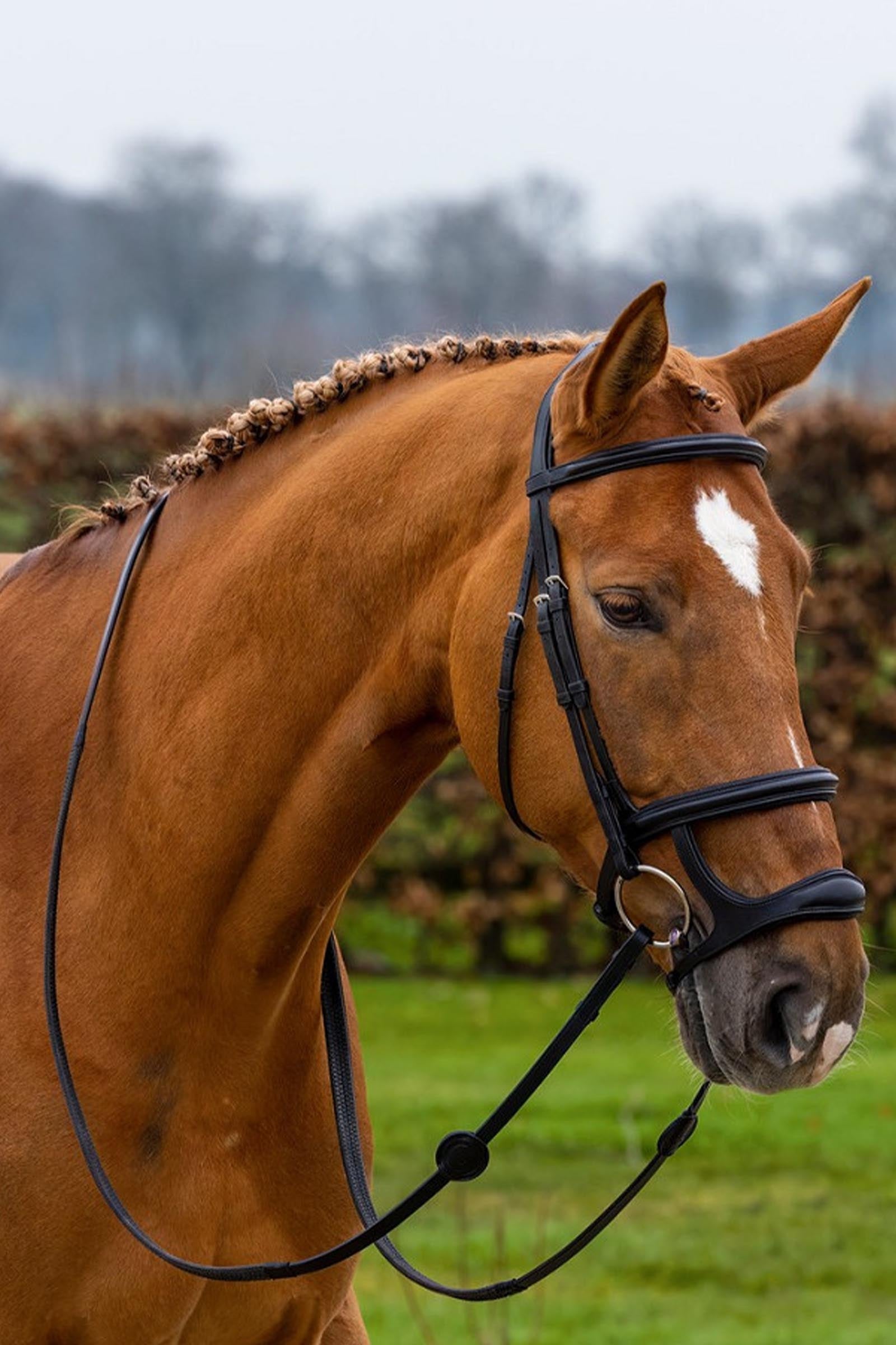 Trust Equestrian Paris Double Noseband Bridle Bridles & Reins