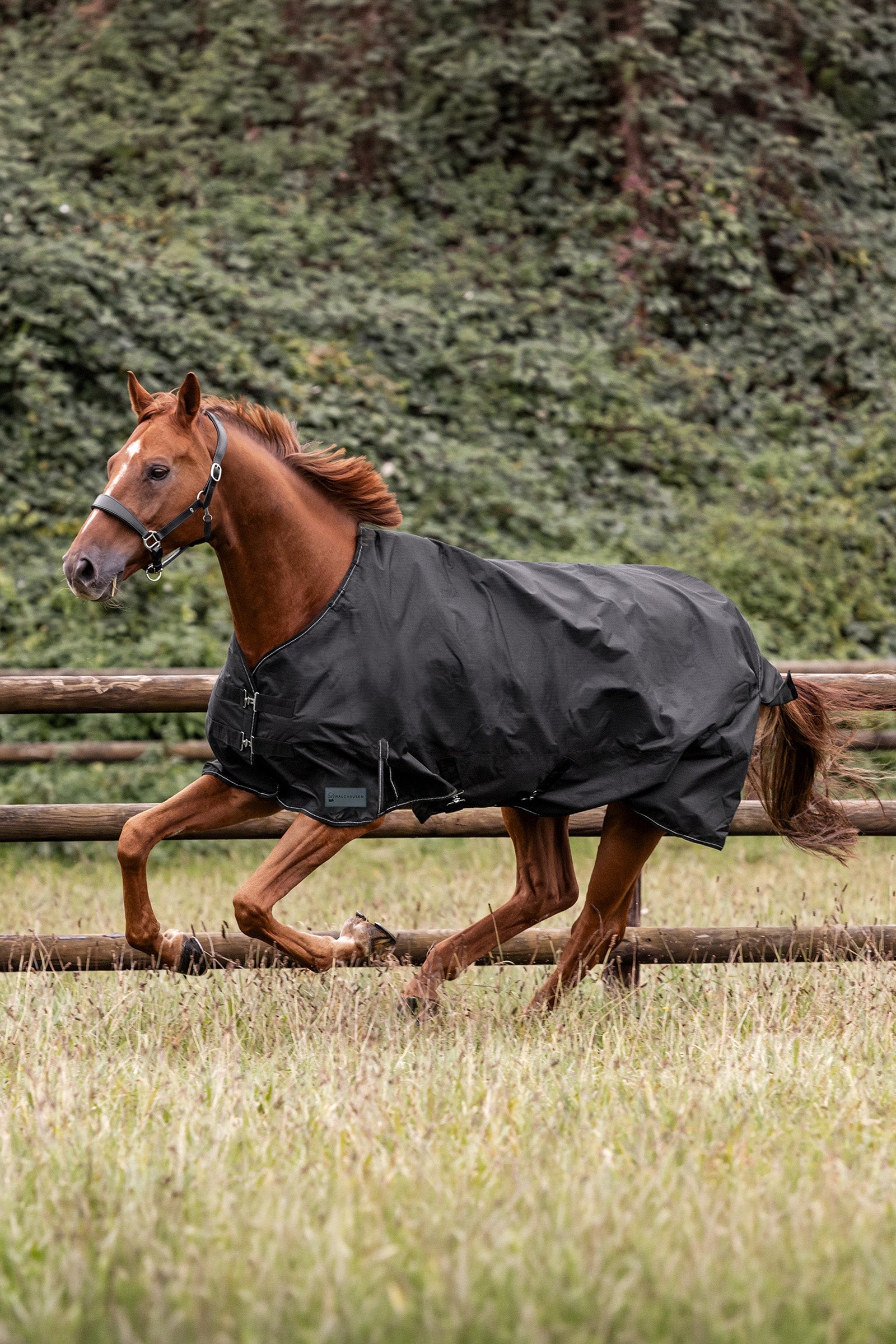 Waldhausen NORDIC Outdoor Rug, 300 g Horse Rugs